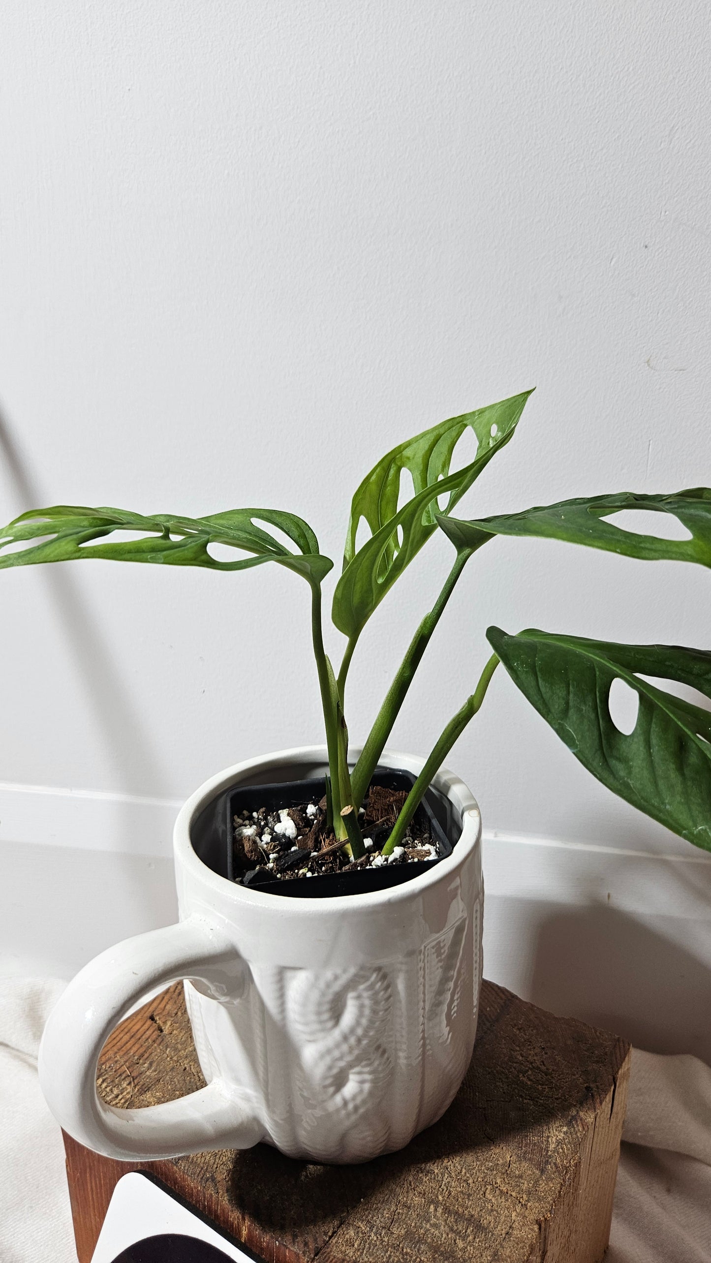 Monstera Acuminata (MON-227)