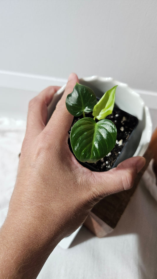 Philodendron Célébration/(Rubrijuvenile X Pastazanum) (PHI-931)