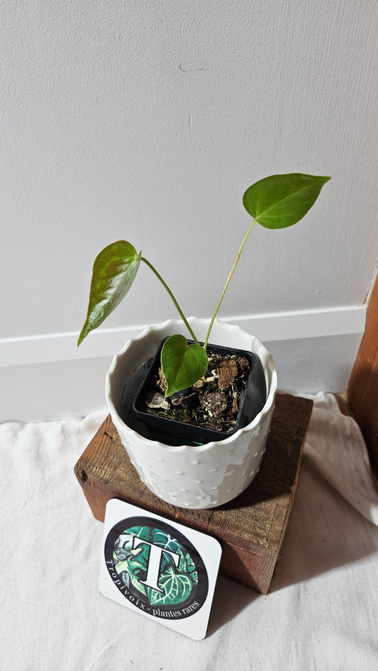 Anthurium Modeanum "format PETIT" (ANT-496)