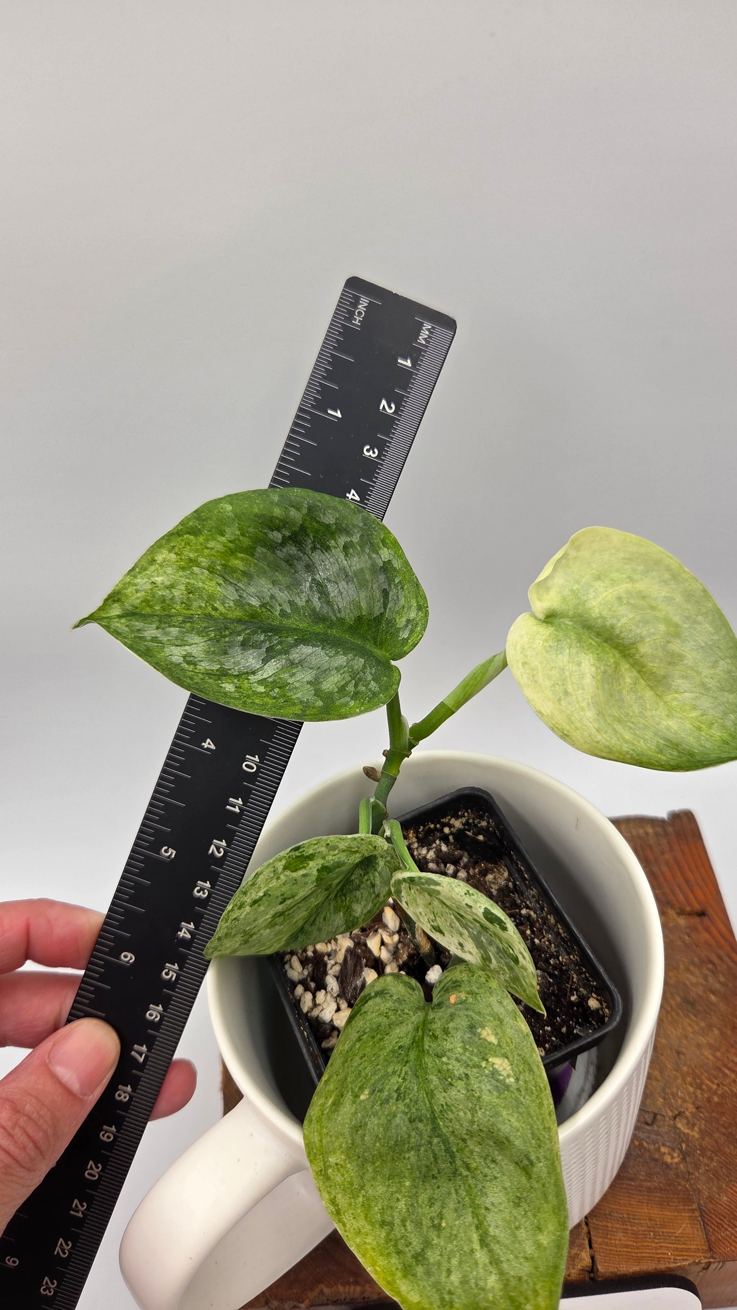 Scindapsus Silver Satin Splash (SCI-847)