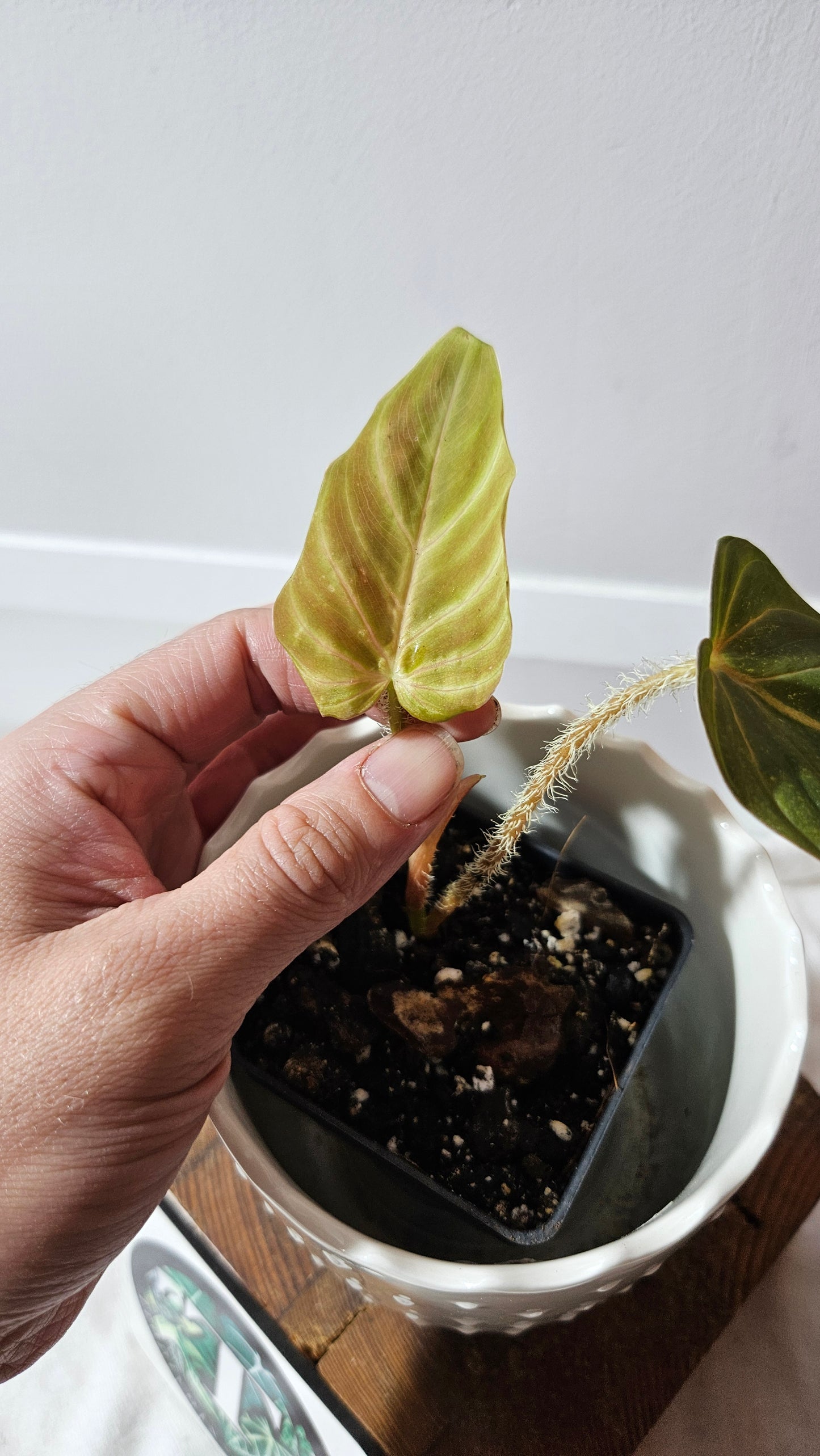 Philodendron Verrucosum Titanium (PHI-808)
