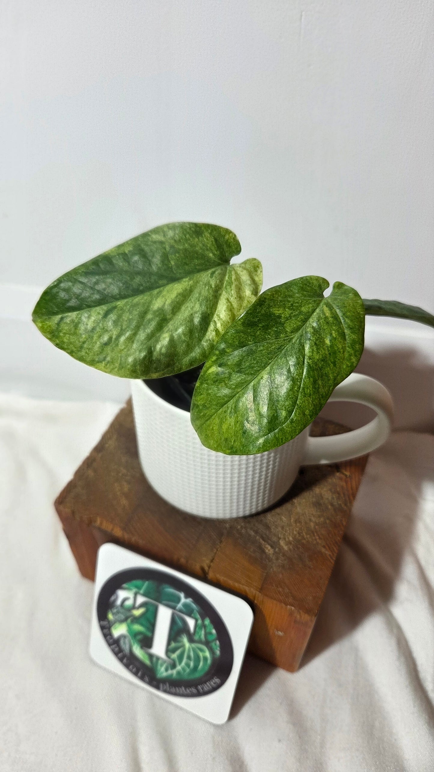 Amydrium Medium Mint (AMY-033)
