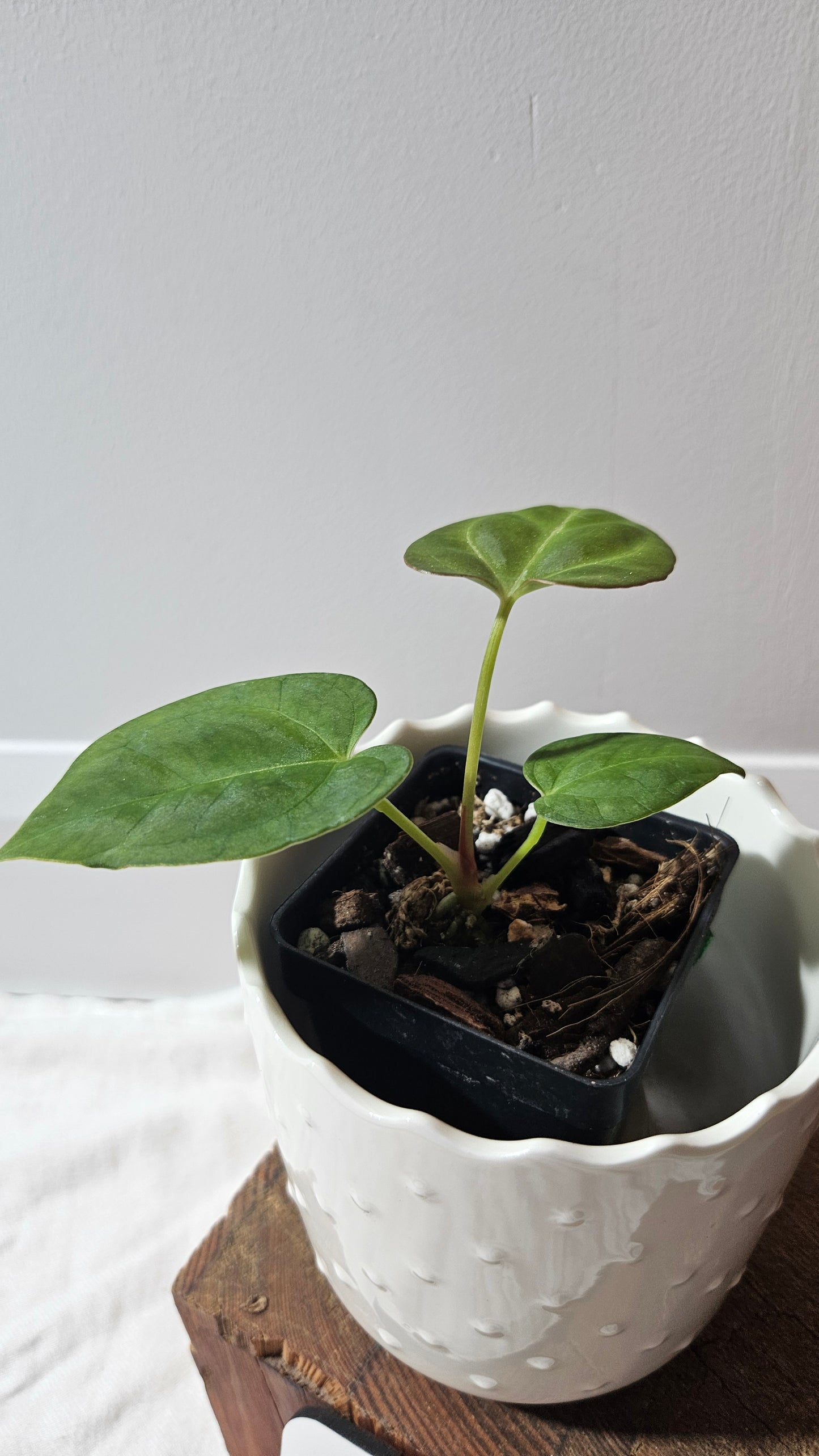 Anthurium Dressleri "format PETIT" (ANT-589)