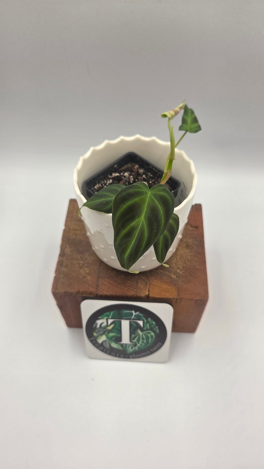 Philodendron Verrucosum Glow (PHI-1033)