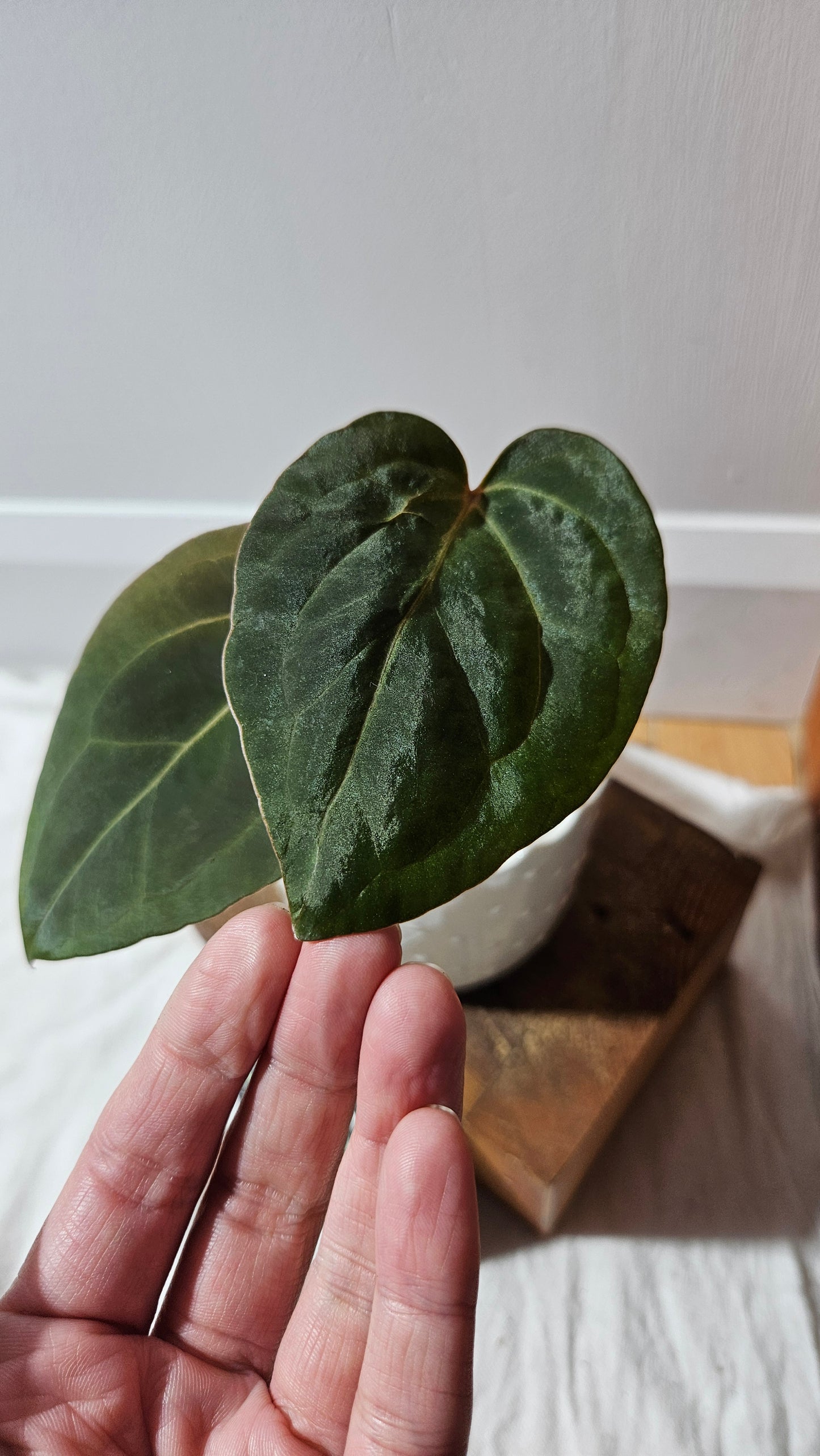 Anthurium Papillilaminum Legend X Fortsherman "format MOYEN" (ANT-620)