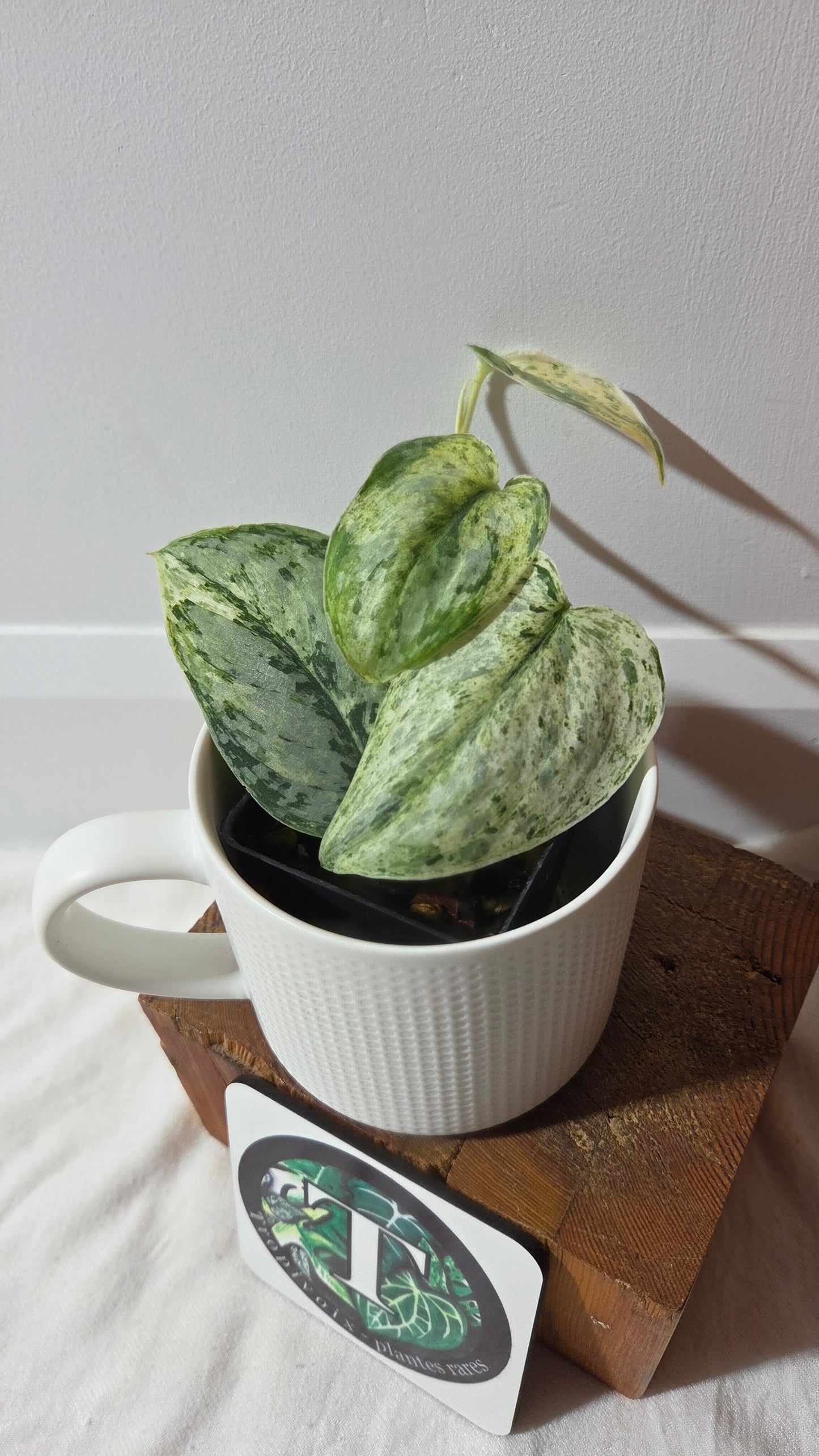 Scindapsus Peasun (SCI-1059)