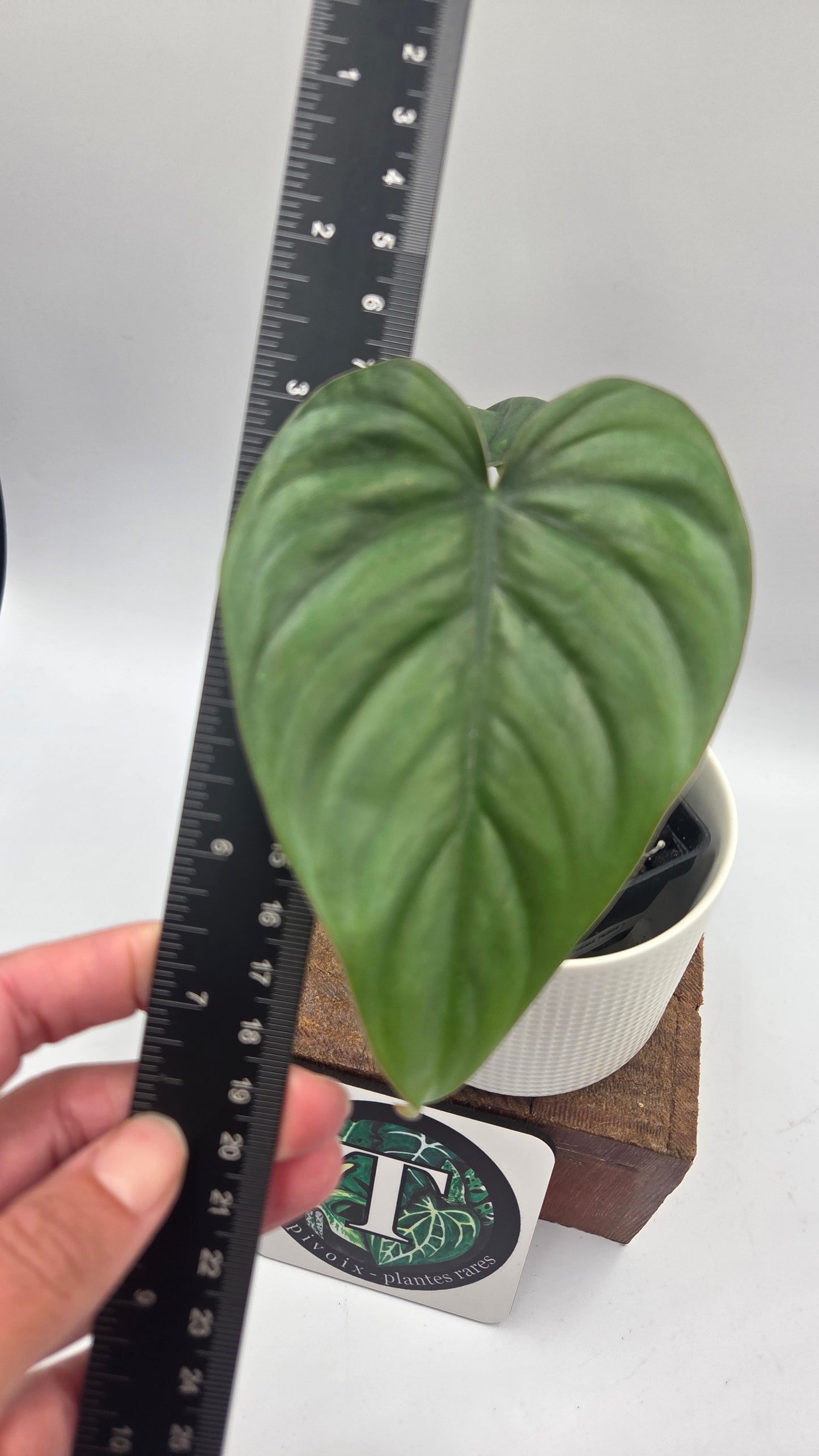 Philodendron Aff Colombia Platinum (PHI-1070)