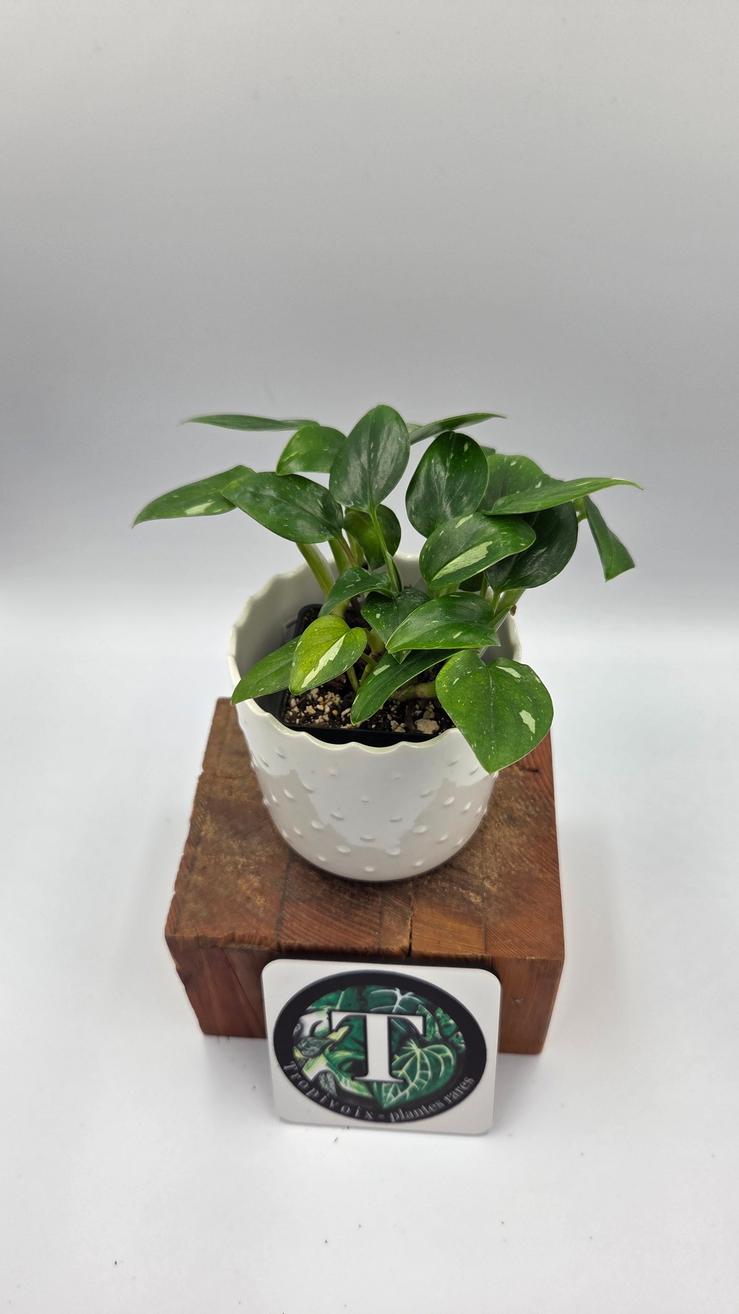 Monstera Standleyana Albo (MON-546)