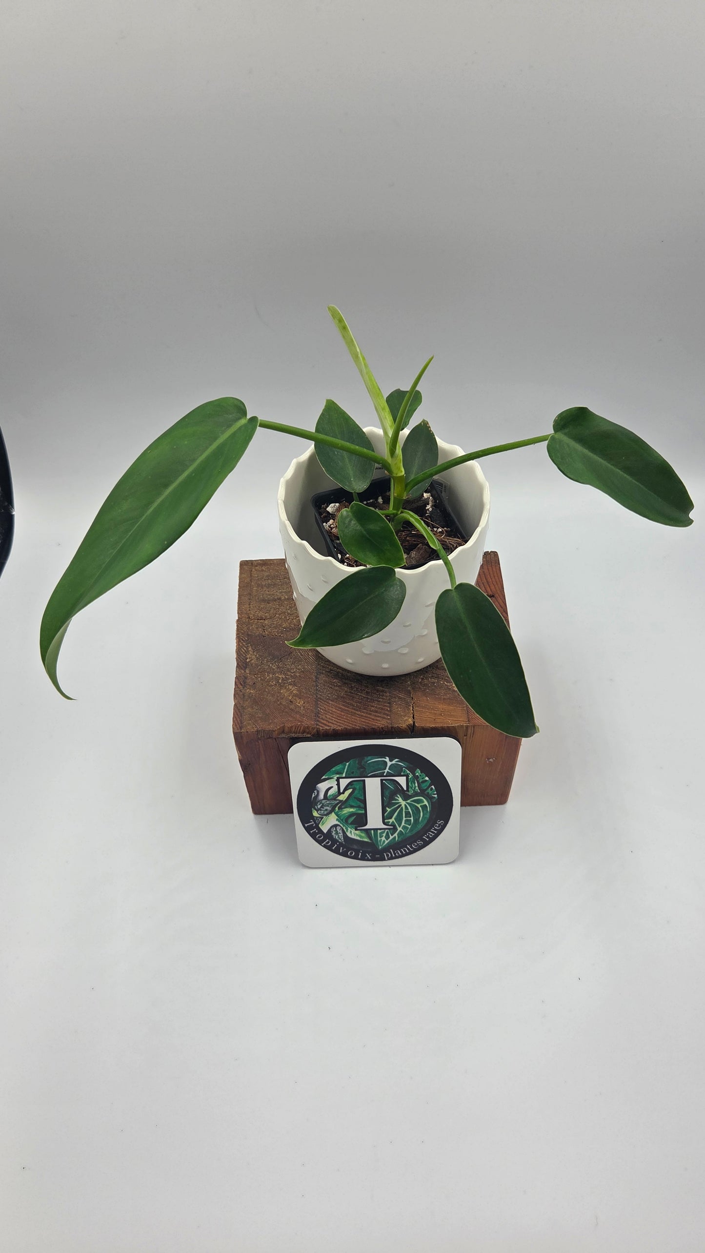 Philodendron Jerryhorne (PHI-1035)