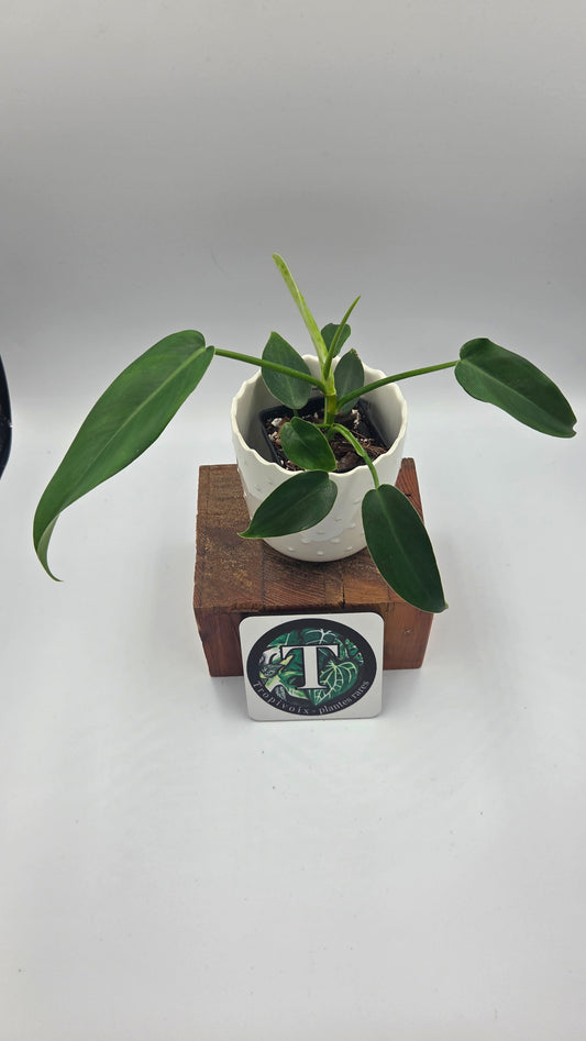 Philodendron Jerryhorne (PHI-1035)