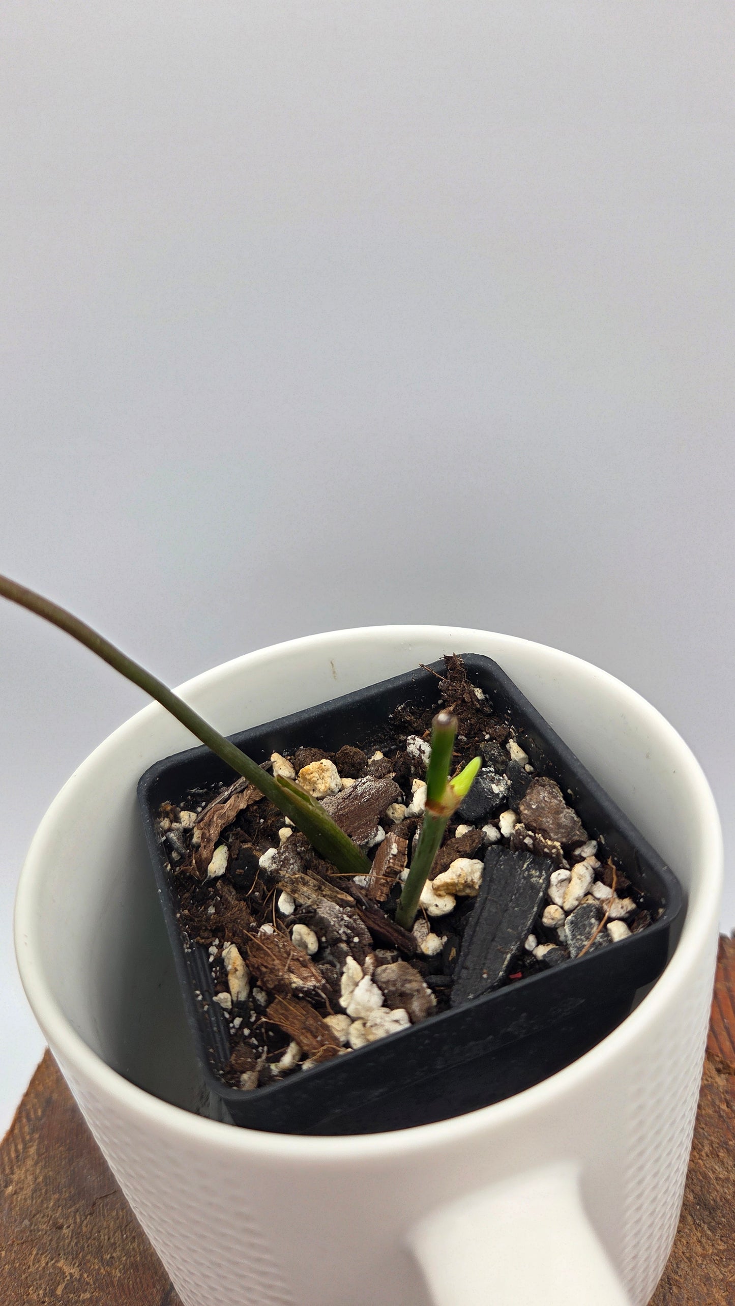 Philodendron Rubrijuvenile X Melanochrysum (PHI-888)