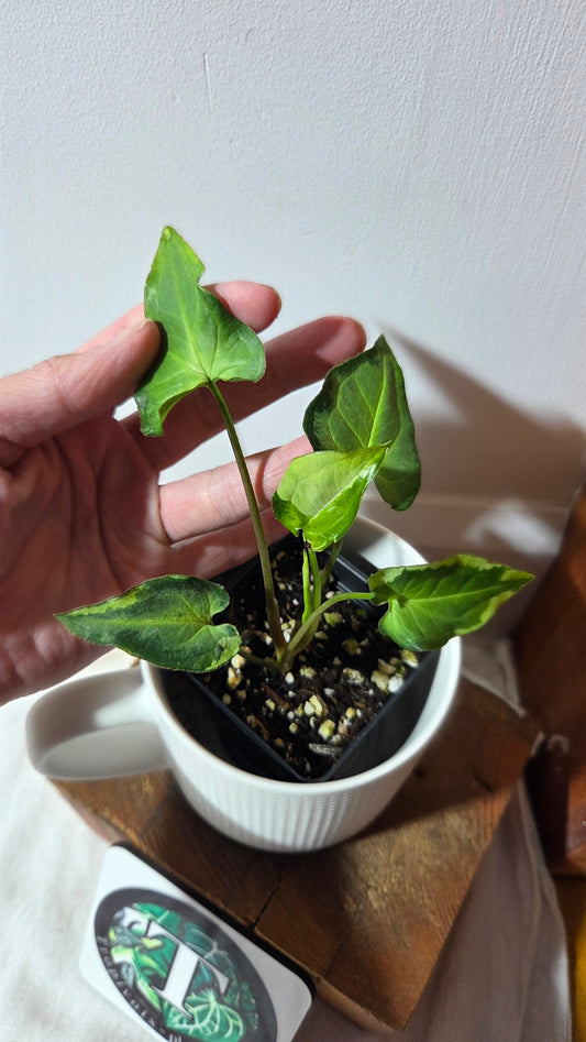 Syngonium Three kings (SYN-491)