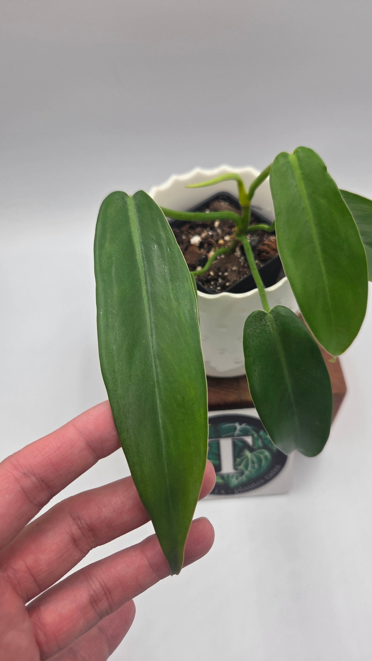 Philodendron Jerryhorne (PHI-551)
