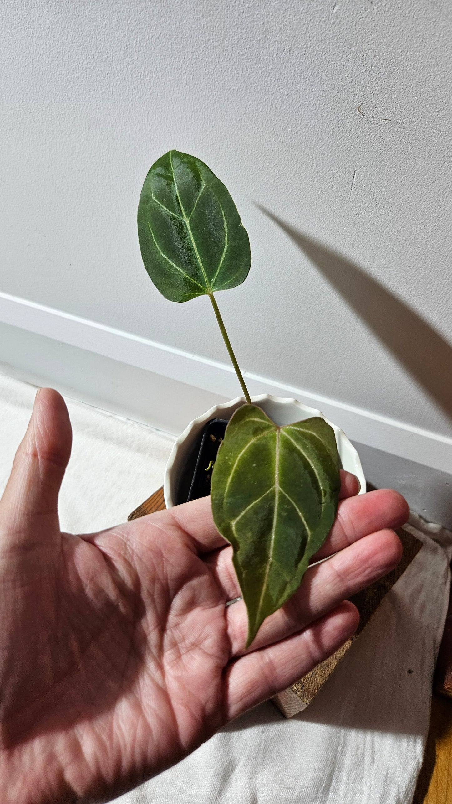 Anthurium Dorayaki Silver Hybrid "format PETIT"( ANT-184)