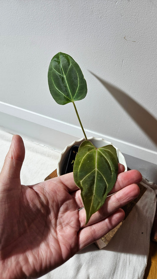 Anthurium Dorayaki Silver Hybrid "format PETIT"( ANT-184)