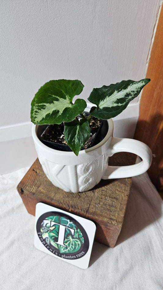 Syngonium Wendlandii "Southern Star"(SYN-054)