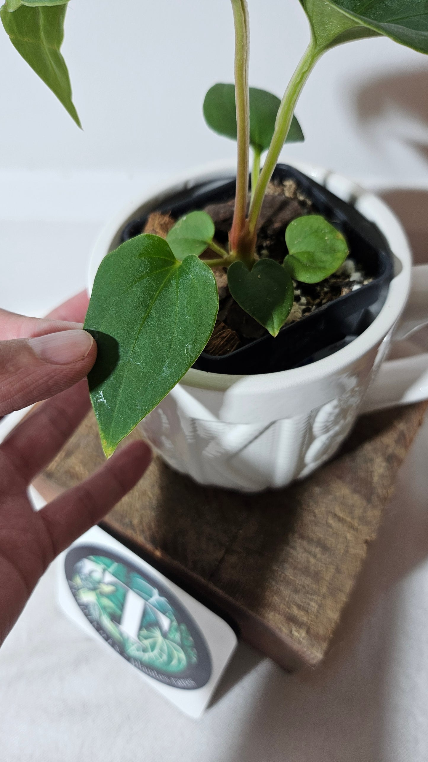 Anthurium  Tiwintza Velvet "format PETIT" (ANT-190)