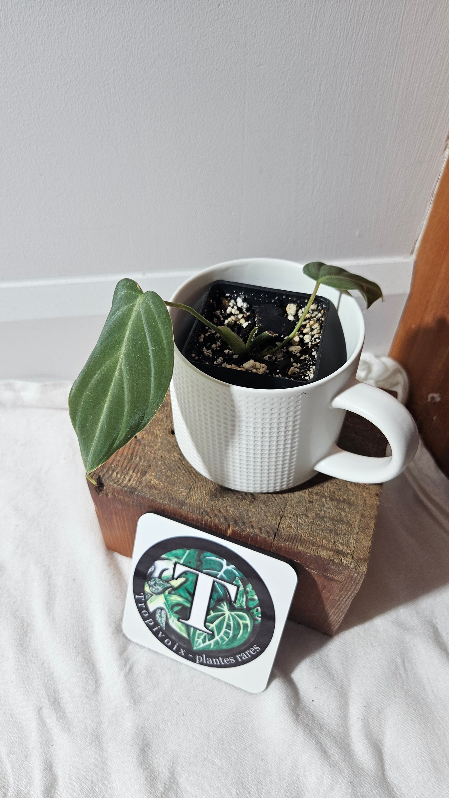 Philodendron Glorious (PHI-637)