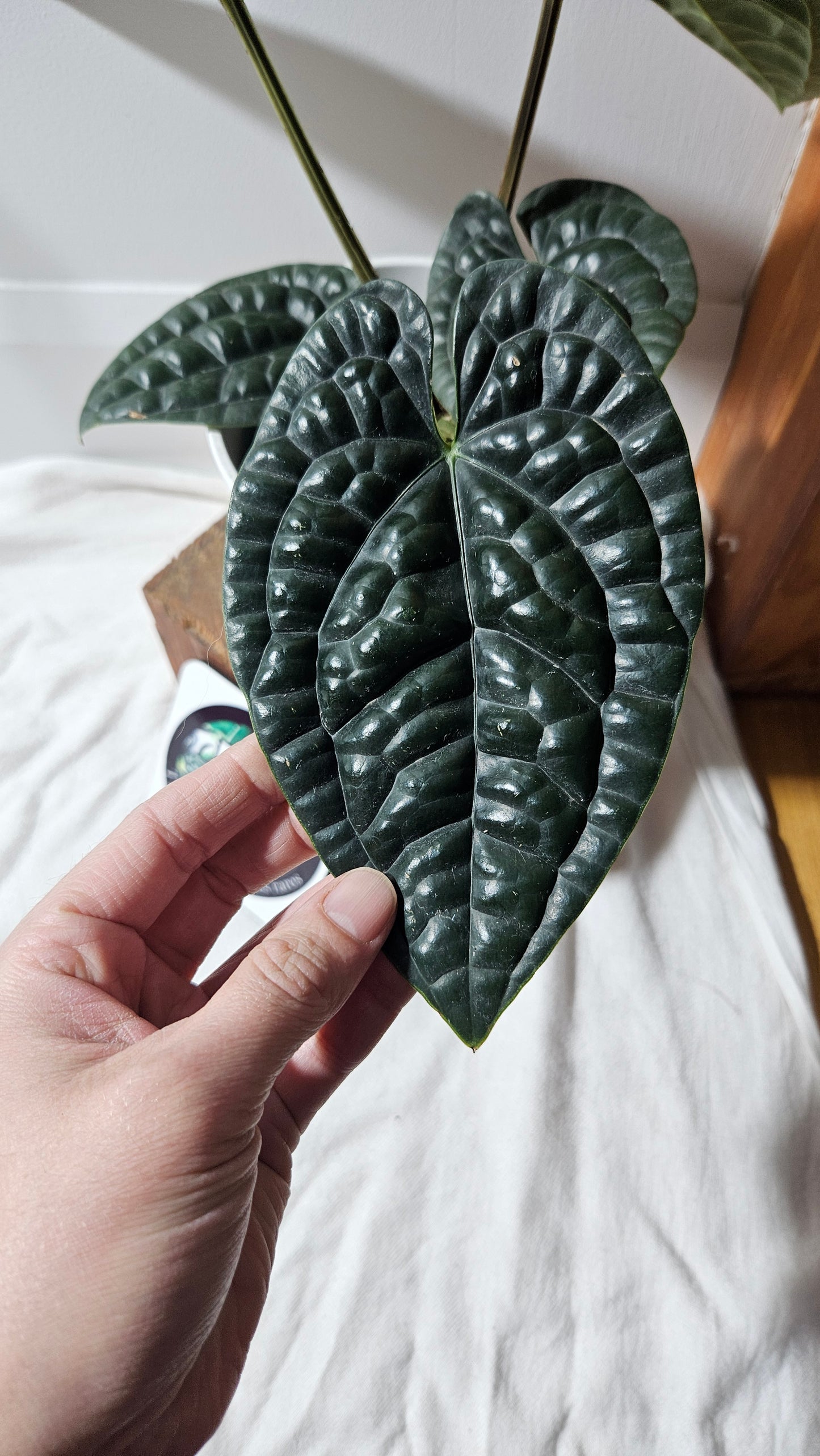 Anthurium Luxurians Chocolate "format LARGE" (ANT-277)