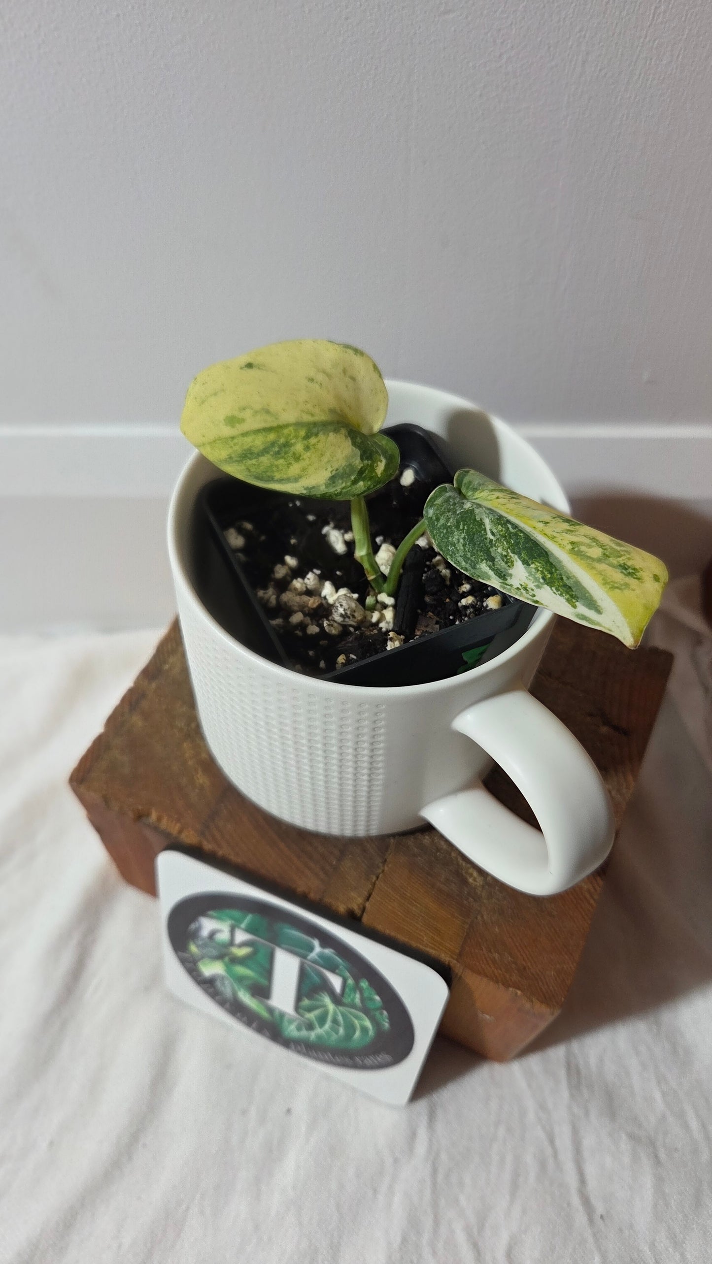 Scindapsus Silver Satin Tricolore (SCI-1414)