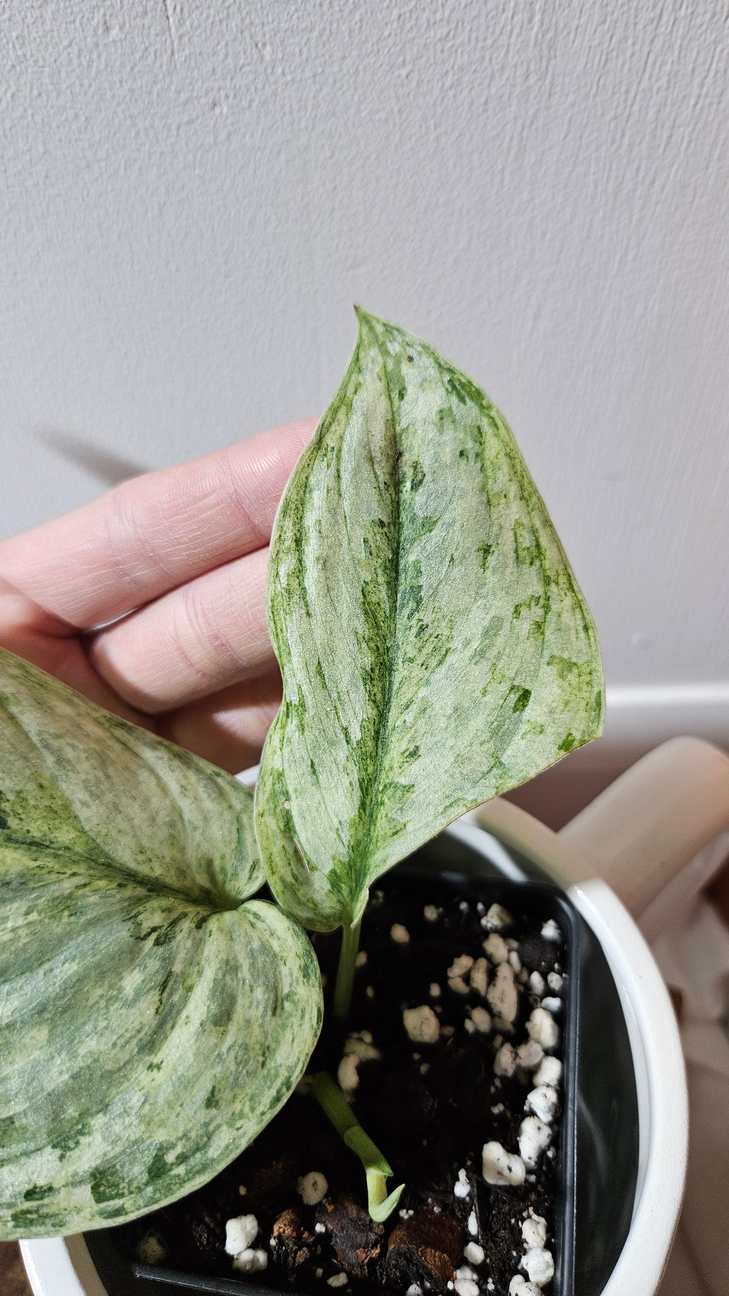 Scindapsus Peasun (SCI-1060)