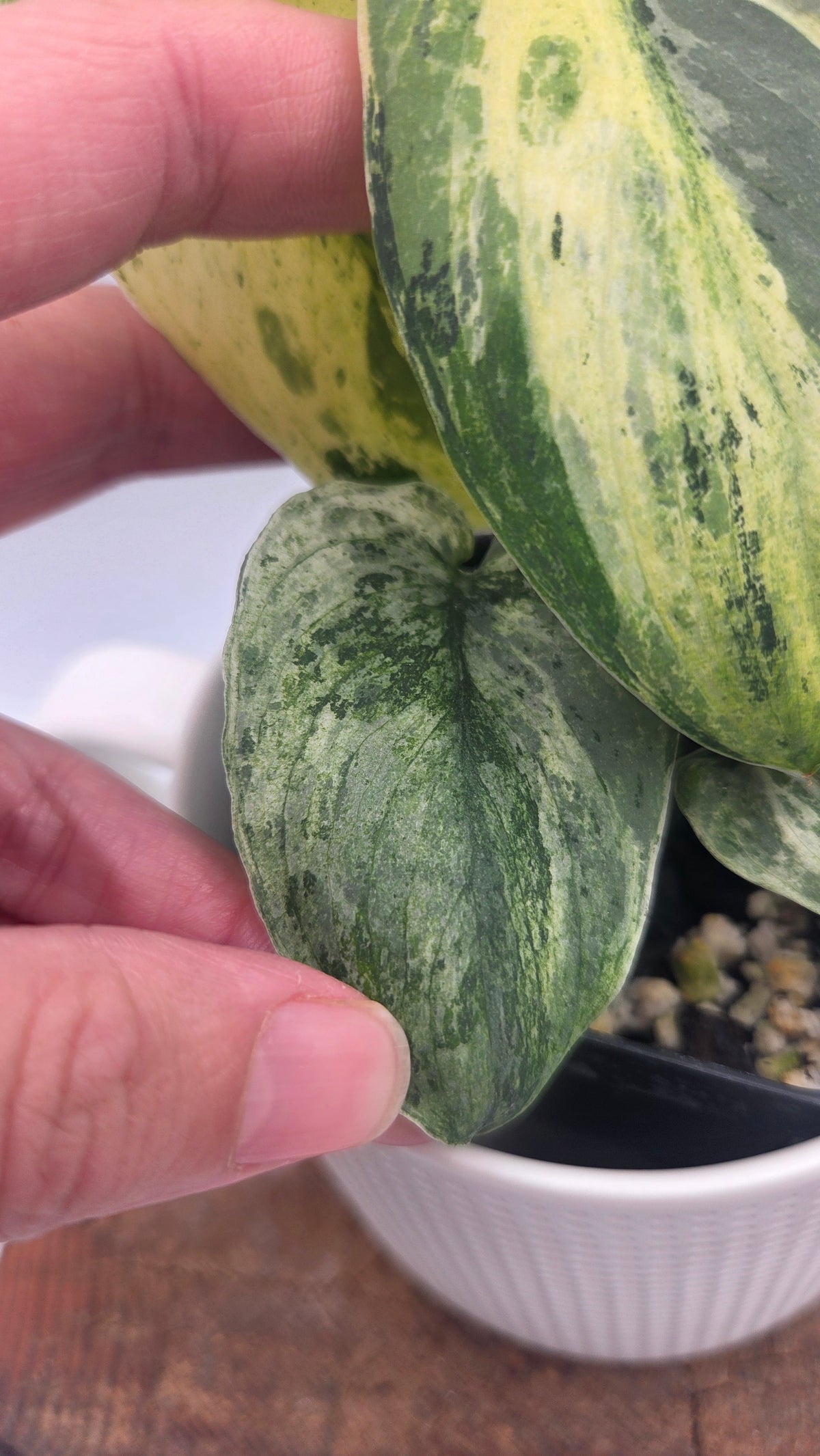 Scindapsus Silver Splash Tricolore (SCI-1154)