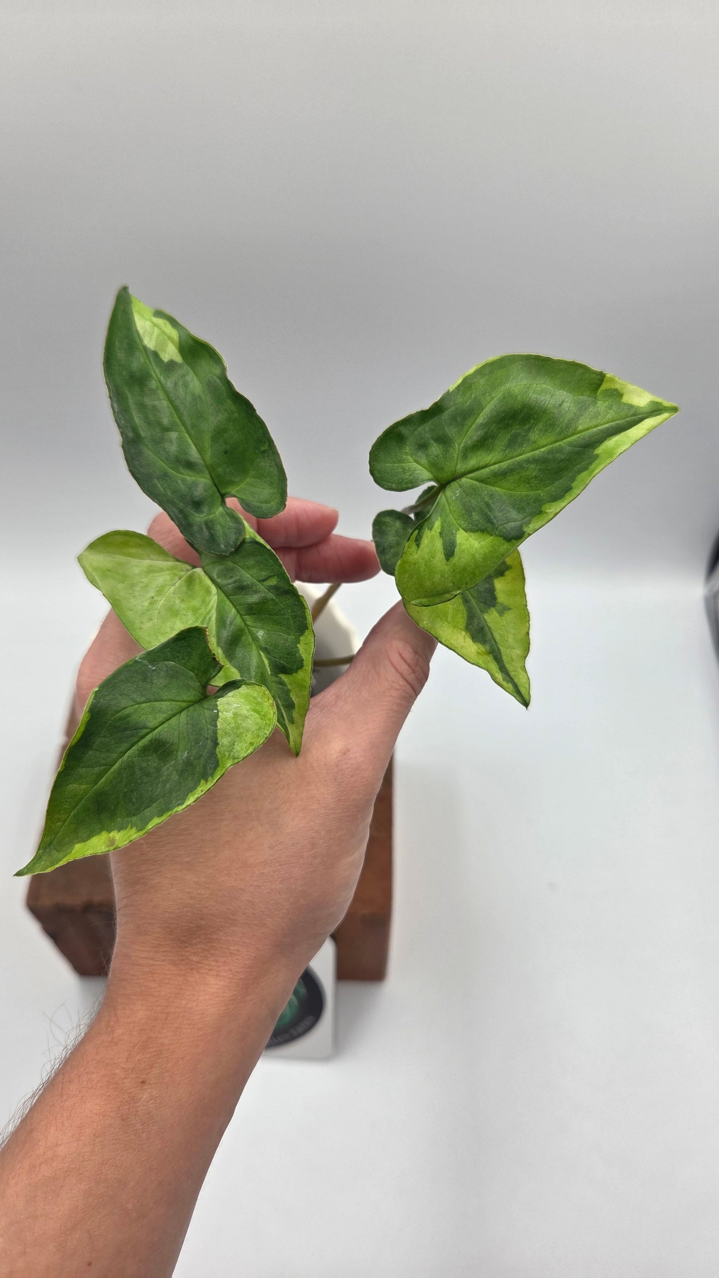 Syngonium Three kings (SYN-498)