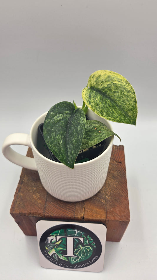 Scindapsus Silver Satin albo (SCI-1373)
