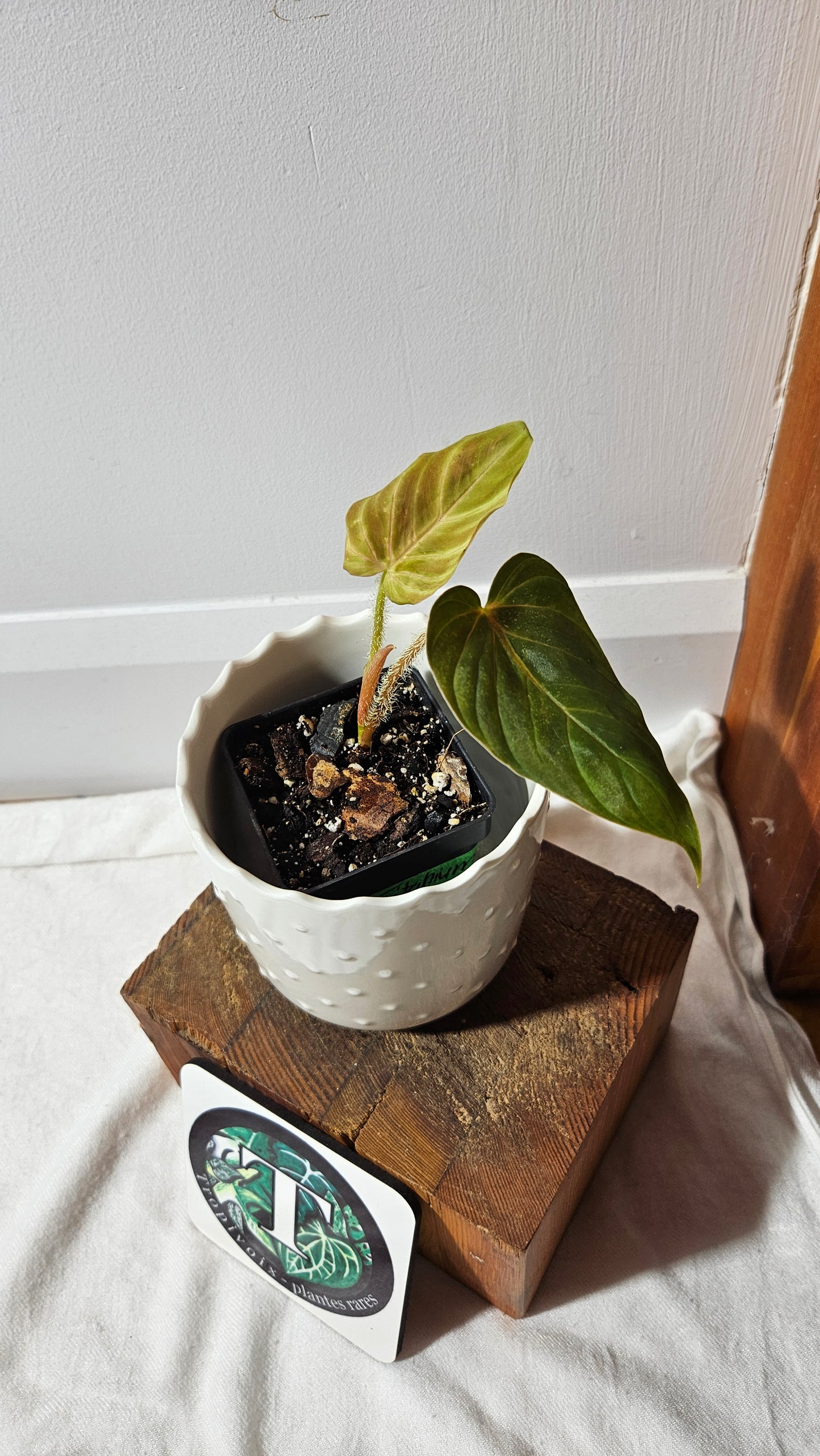 Philodendron Verrucosum Titanium (PHI-808)