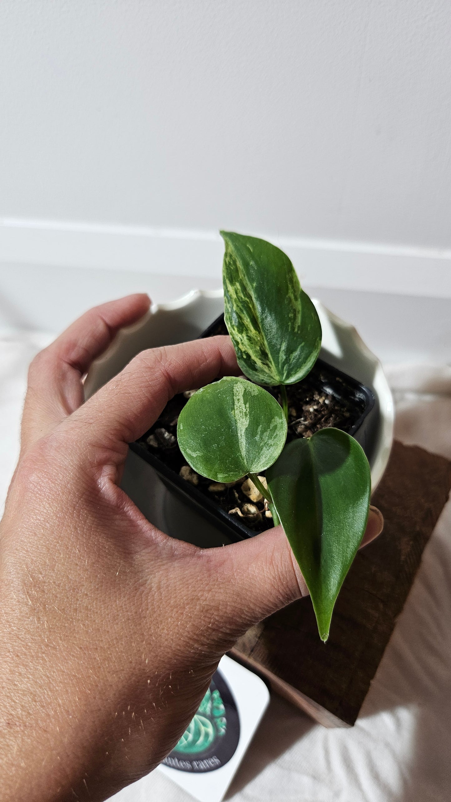 Philodendron Hederaceum Variegata (PHI-099)