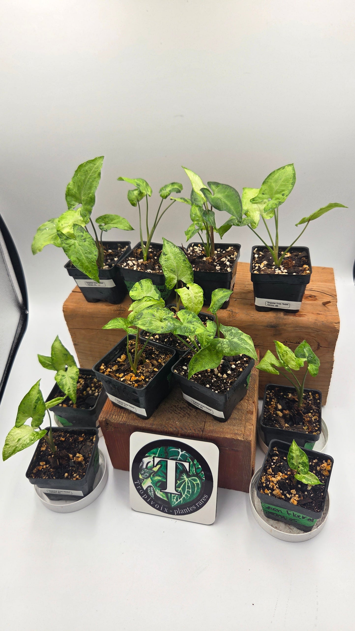 "FREEBIE" Syngonium Green Fecked           1 FREEBIE/PERSONNE (avec achat minimum de 60$ avant taxes).