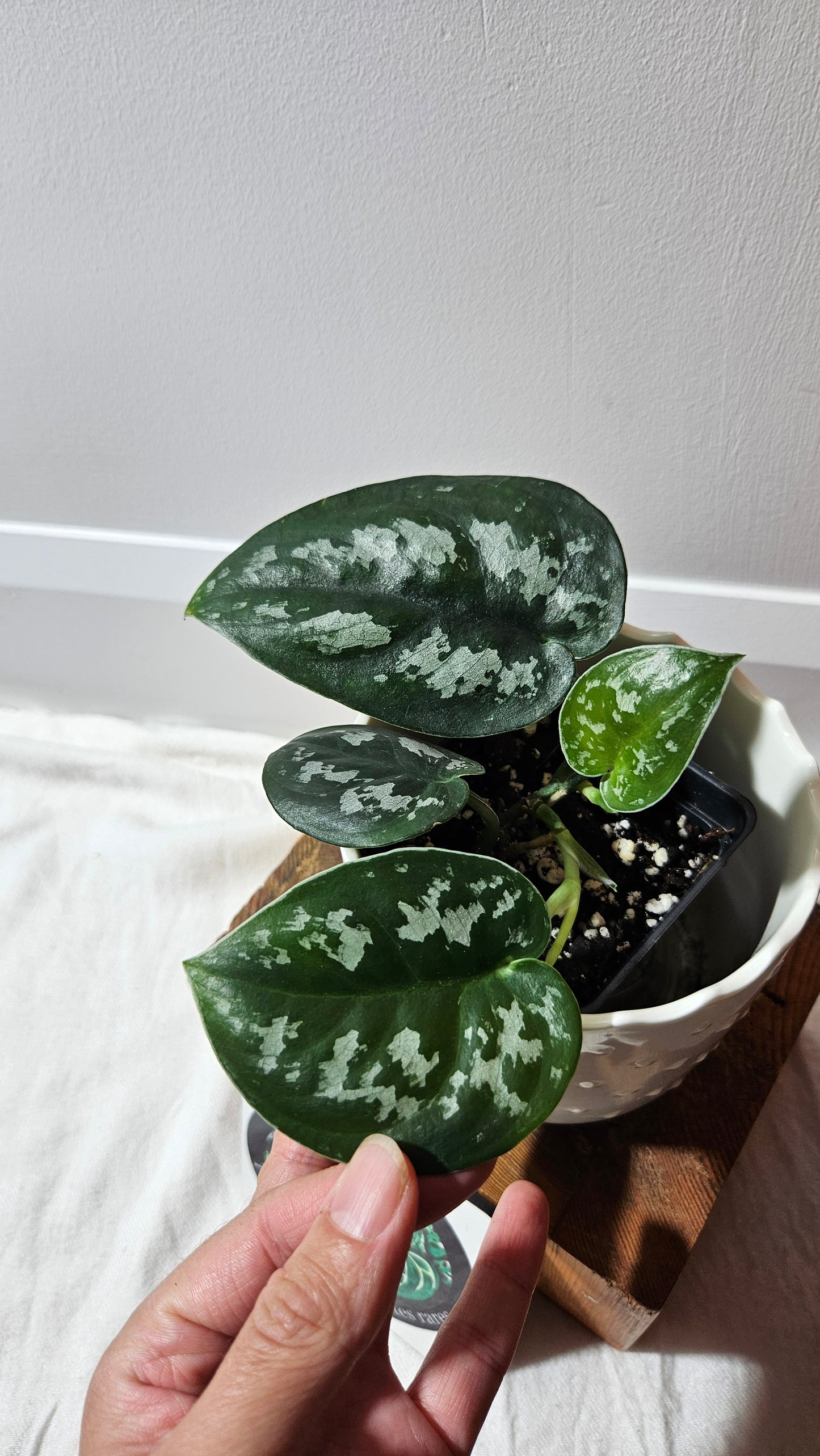 Scindapsus Black Exotica (SCI-1337)