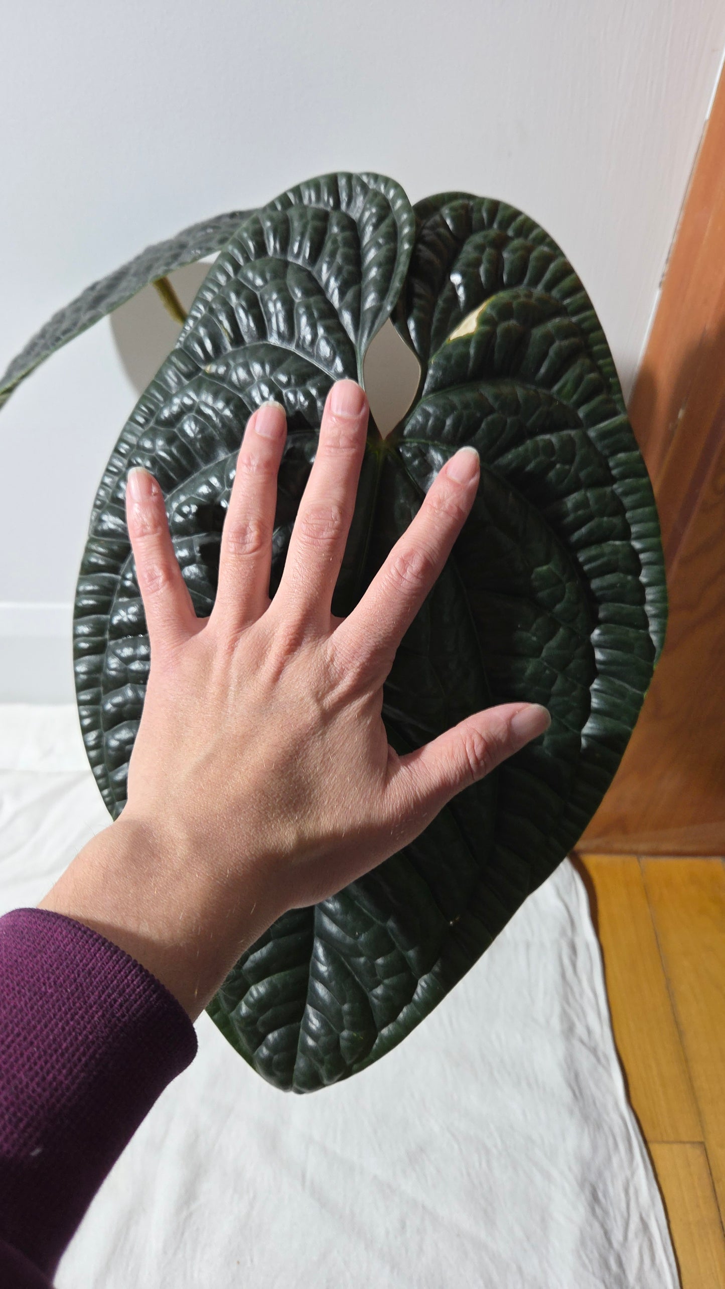 Anthurium Luxurians Dark  "format XLARGE" (ANT-644)