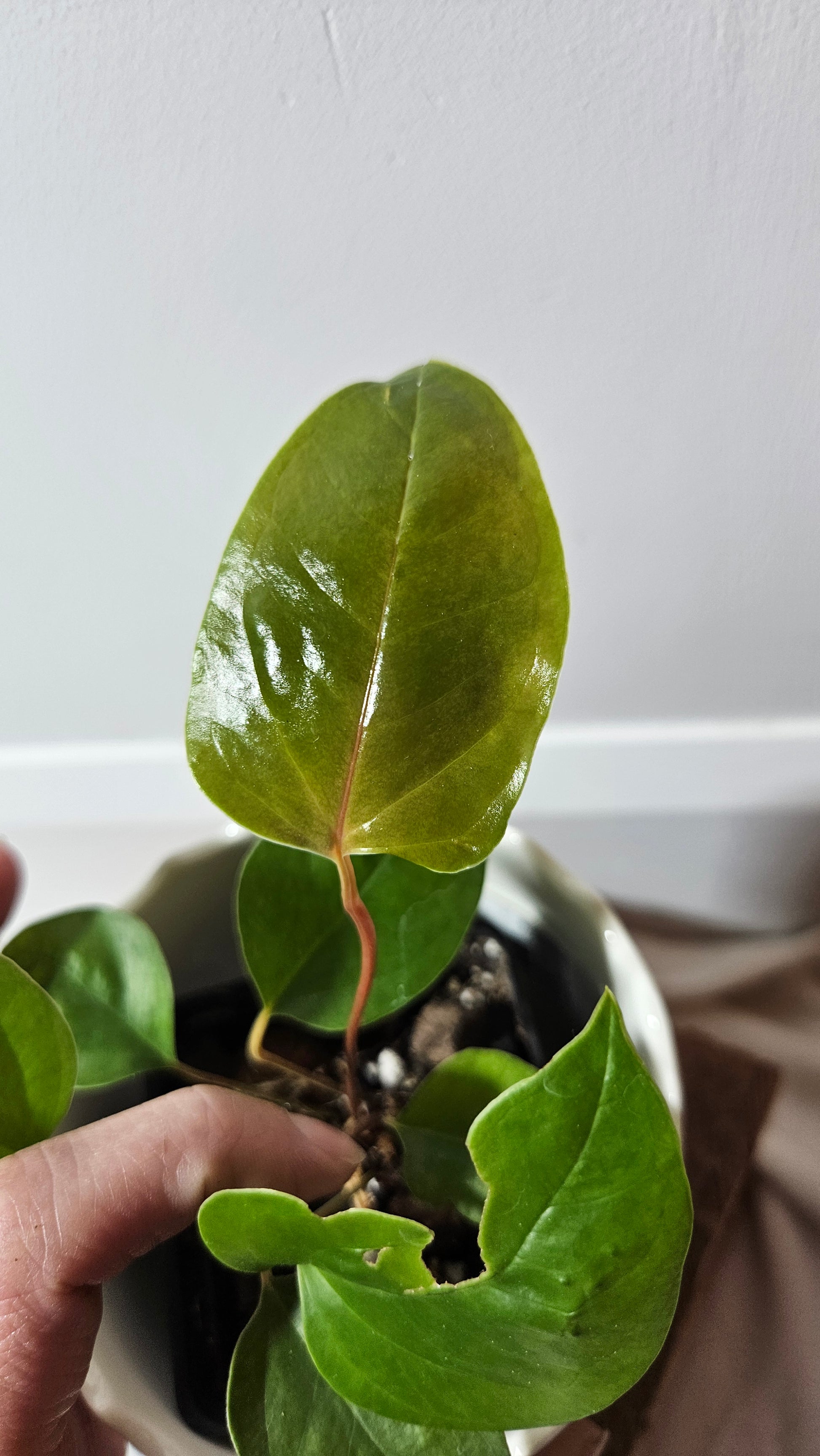 anthurium condor Anthurium Insigne Aff Condor "SMALL Size" (ANT-214) – Tropivoix