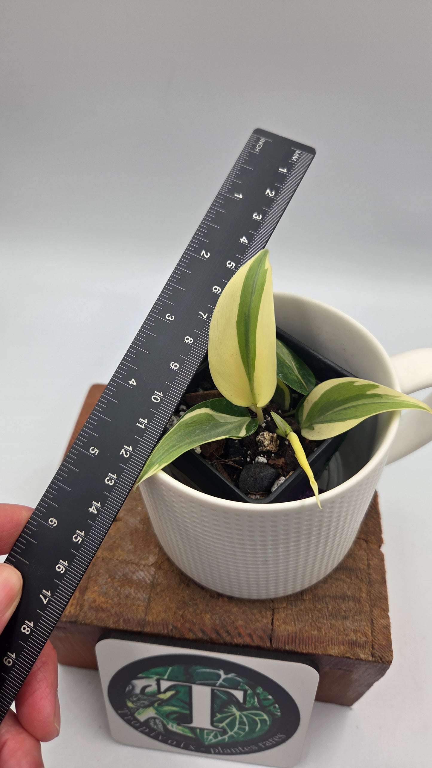 Philodendron Hederaceum Rio (PHI-821)