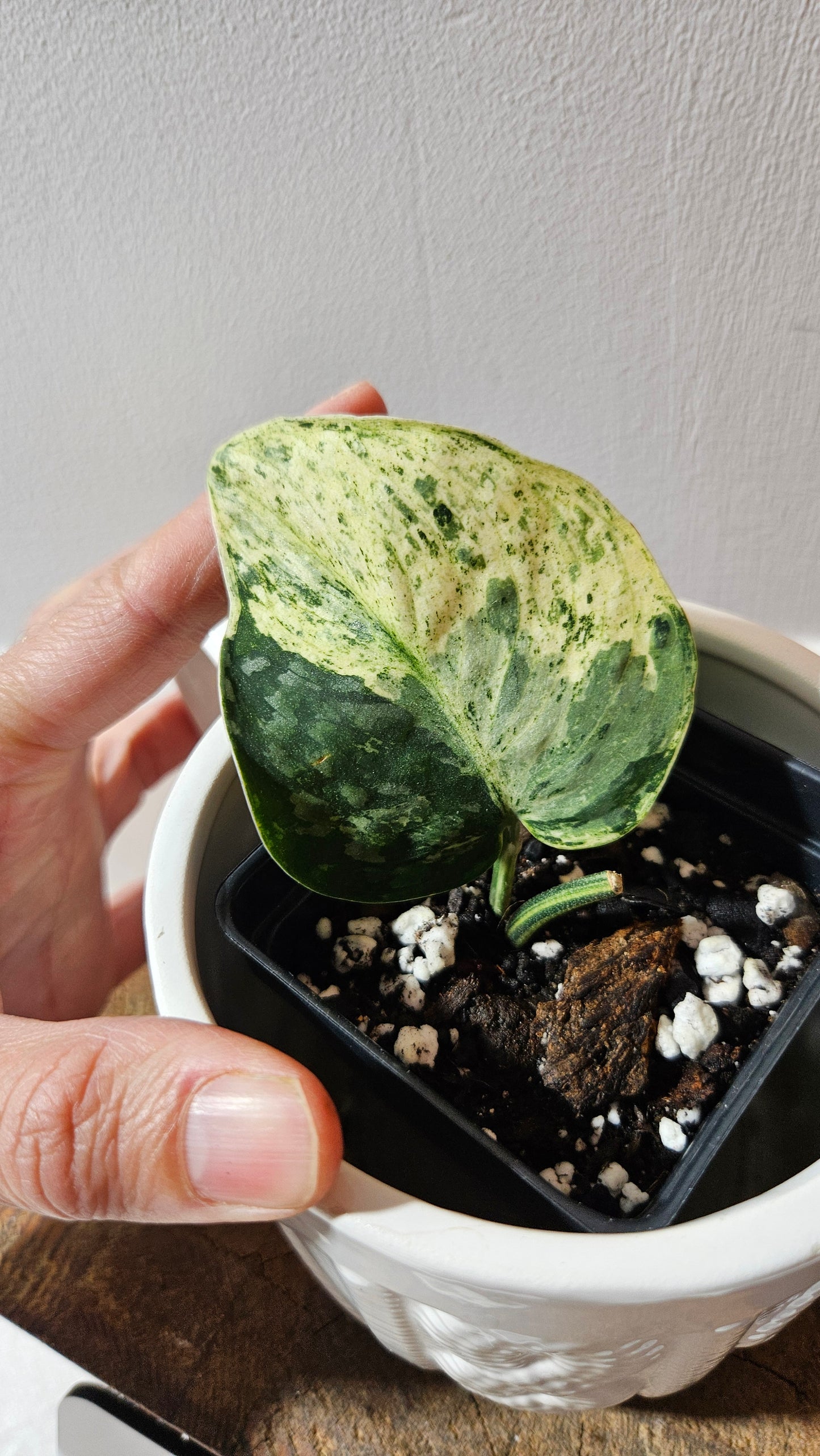 Scindapsus Silver Cloud mutation (SCI-1090)