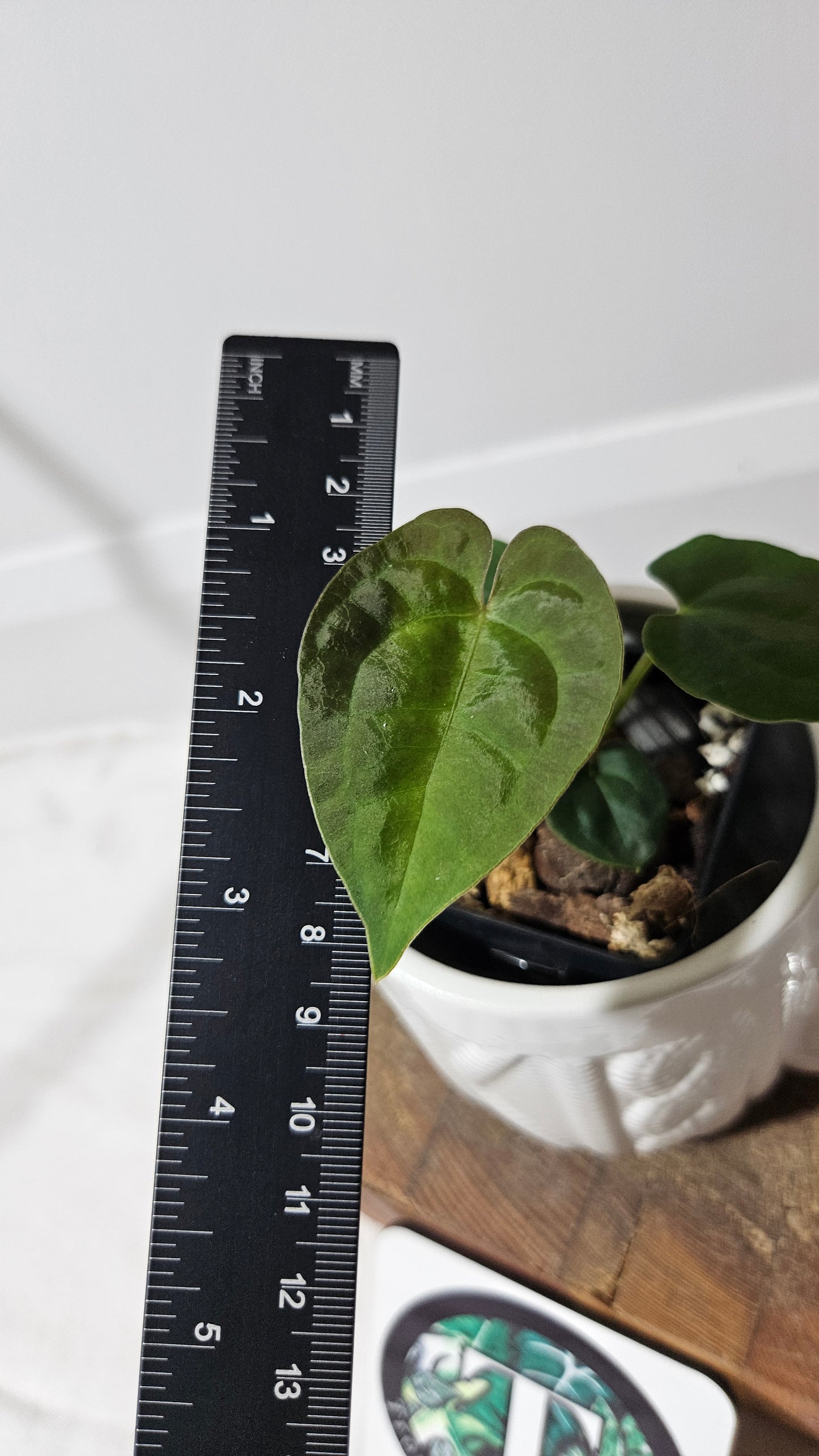 Anthurium  Papillilaminum (provenant d'équateur) "format SEEDLING" (ANT-186)