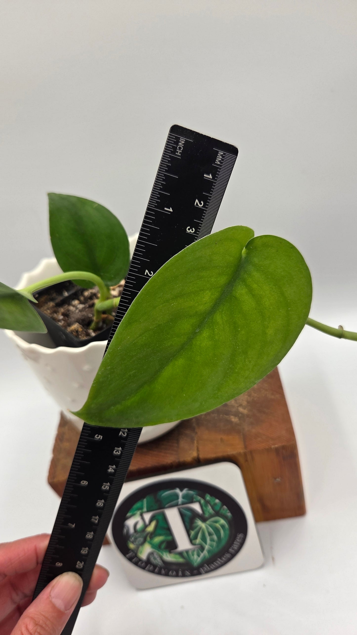 Scindapsus Jade Satin Variegata REVERT(SCI-843)