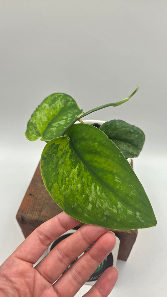Scindapsus Silver Splash "Green on Green" (SCI-879)