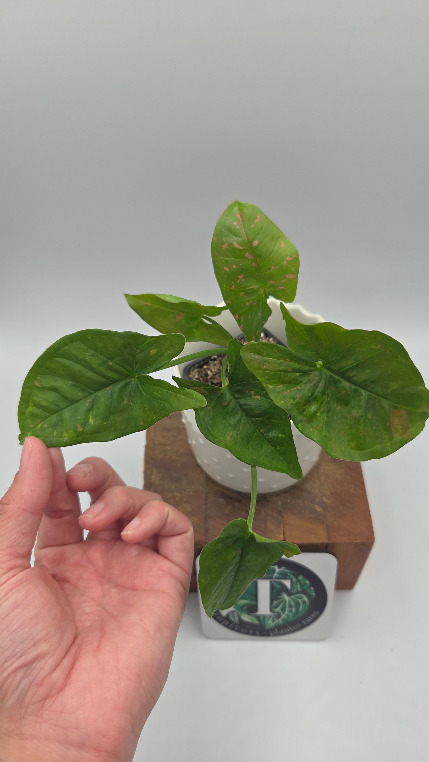 Syngonium Pink Splash Allusion (SYN-504)