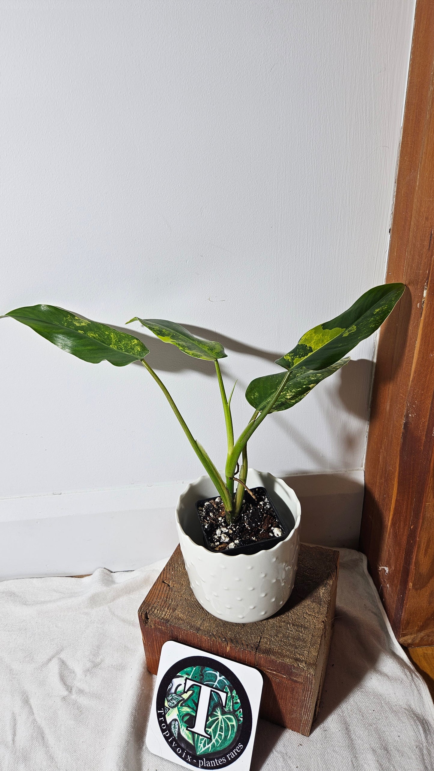 Philodendron Domesticum Variegata (PHI-666)