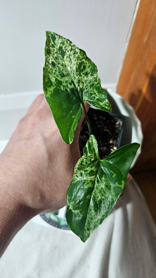 Syngonium Mojito (SYN-423)