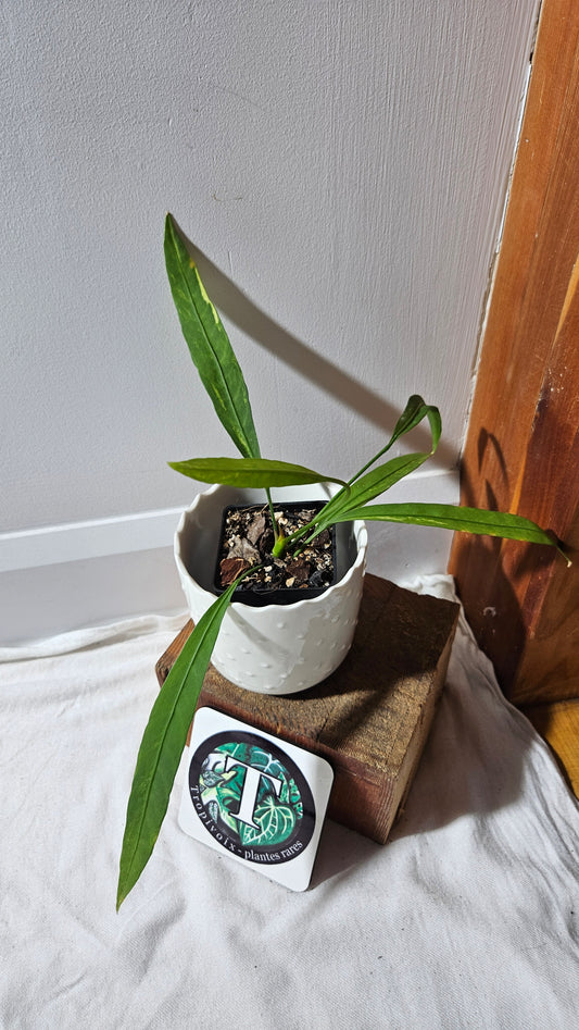Anthurium Vittarifolium Variegata "format MOYEN" (ANT-444)