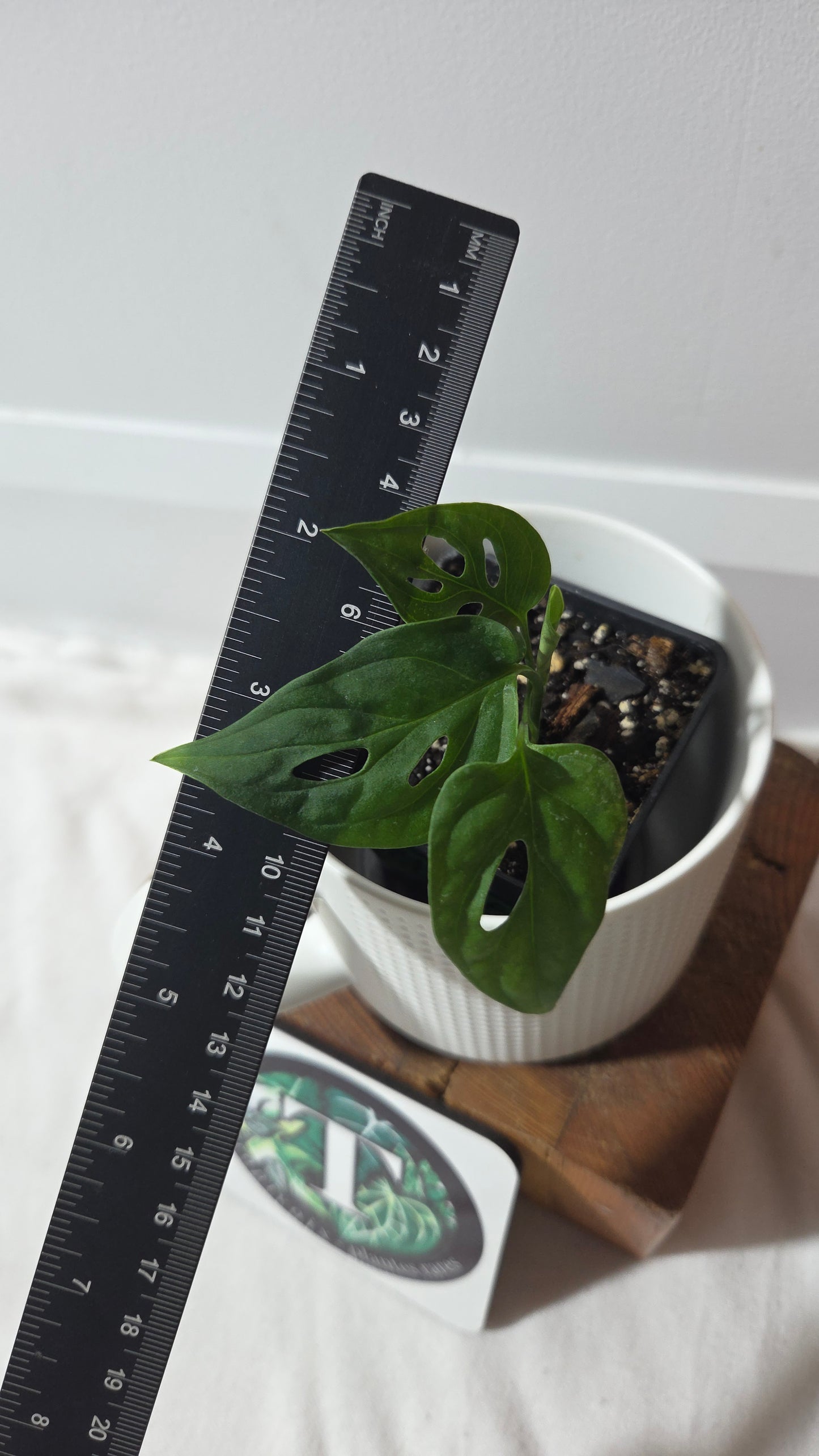 Monstera Obliqua aff La Bonita (MON-526)