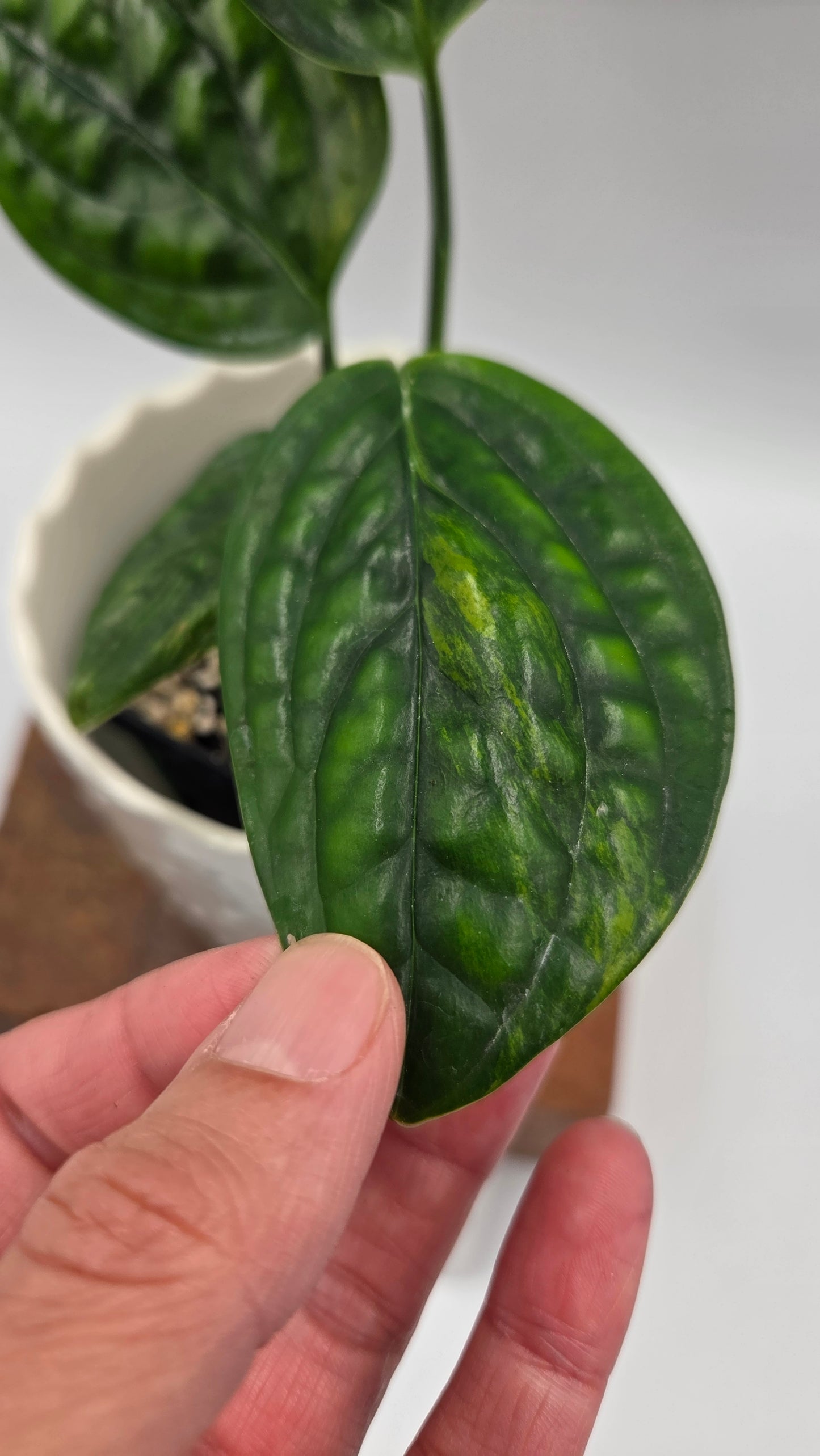 Monstera Karstenianum/Peru Variegata (MON-539)