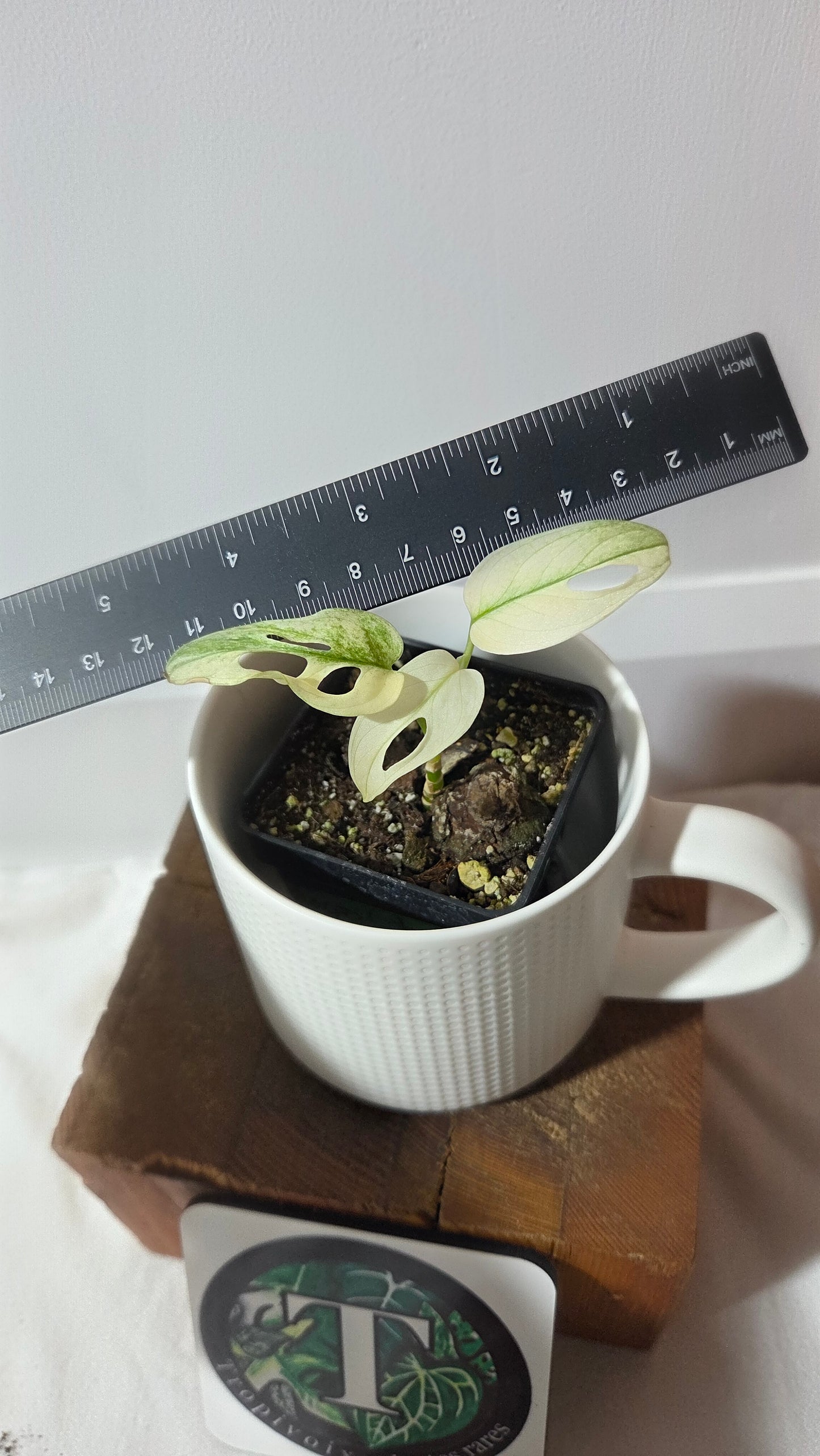 Monstera Andasonii Archipelago Ghost (MON-377)
