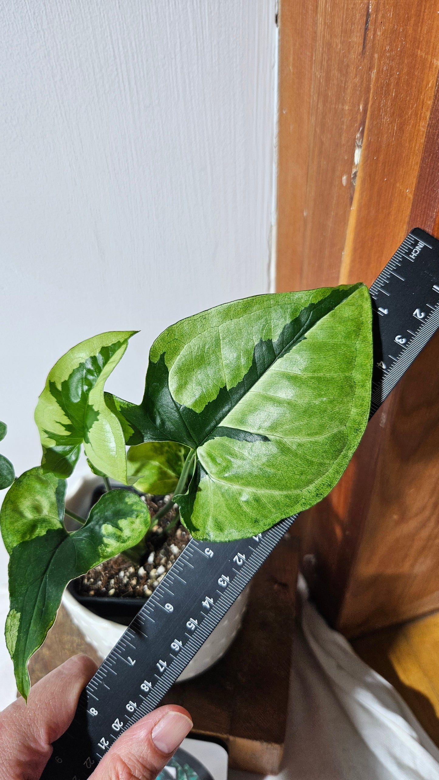 Syngonium Green Beauty (SYN-195)