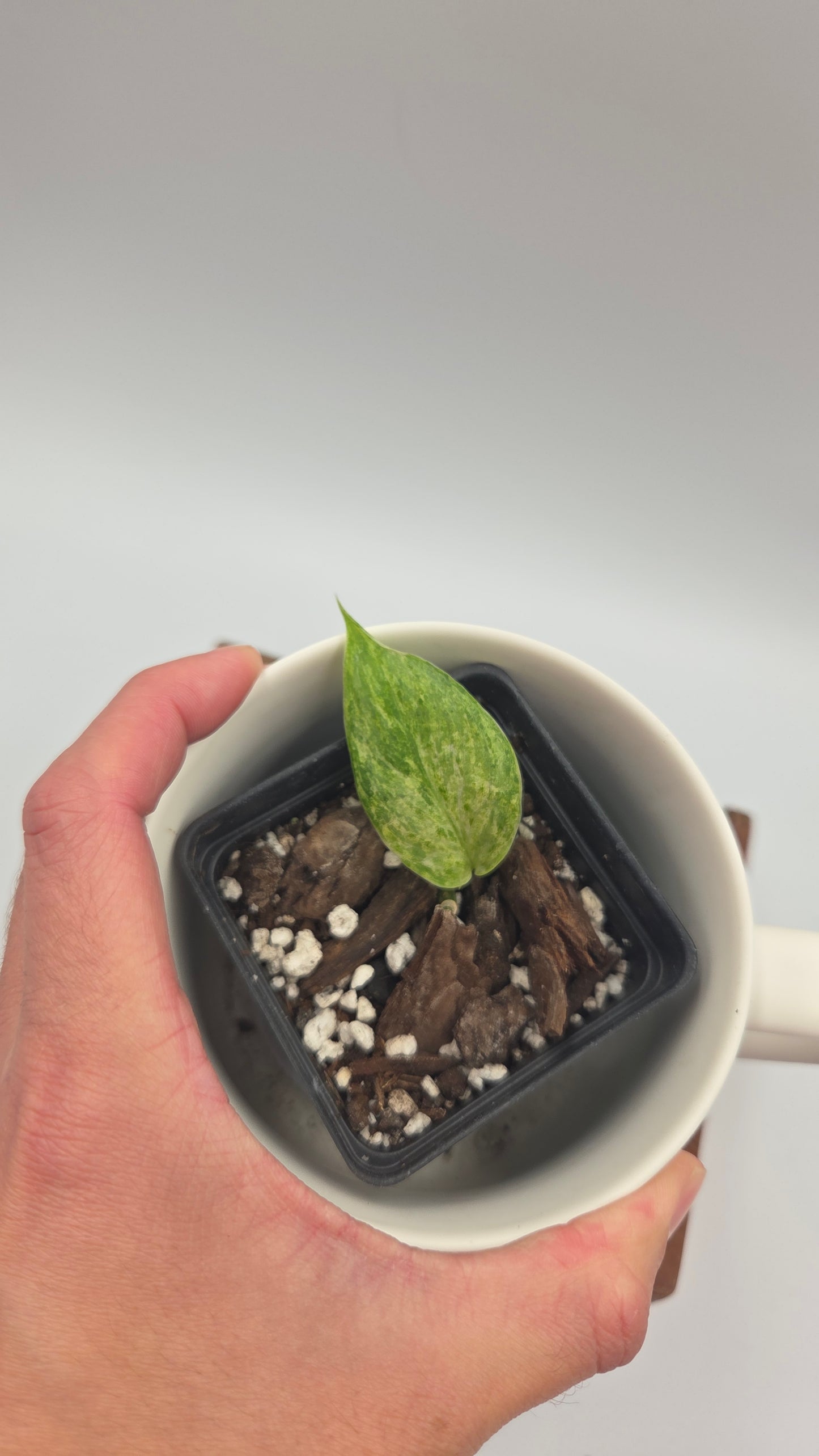 Scindapsus Perlas (SCI-1226)