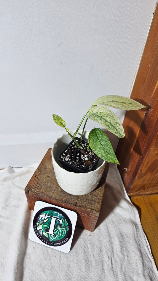 Monstera Laniata Mint (MON-339)