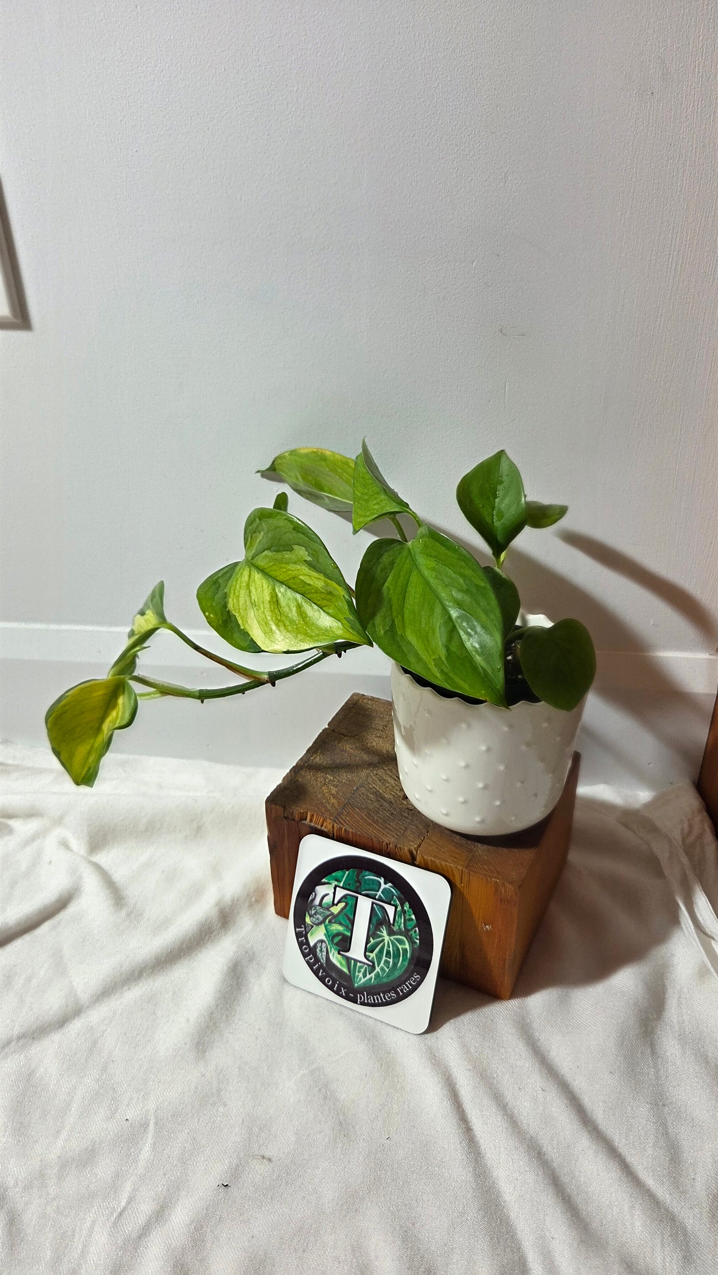 Epipremnum Aureum Manjula yellow/Olivia/Mint (EPI-238)